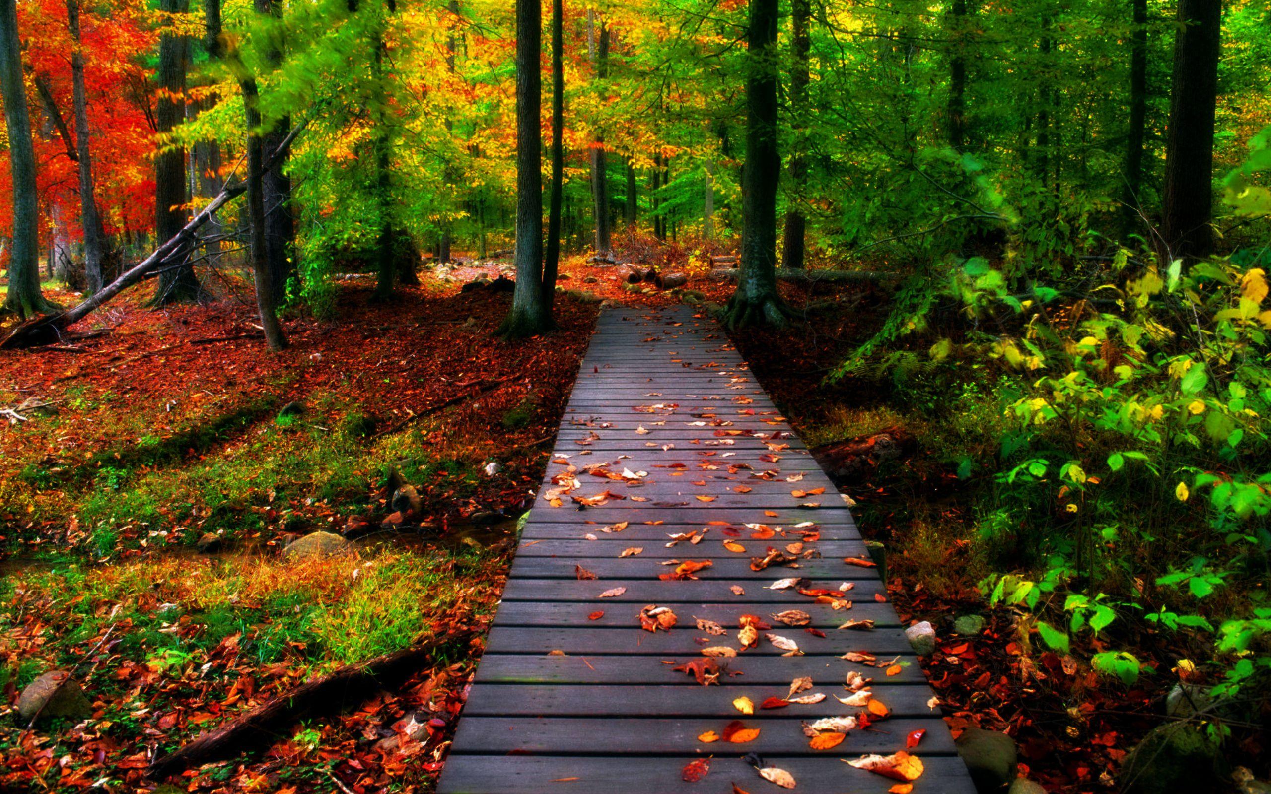The Most Beautiful Bridges In The World. Nature desktop, Autumn scenery, Nature image