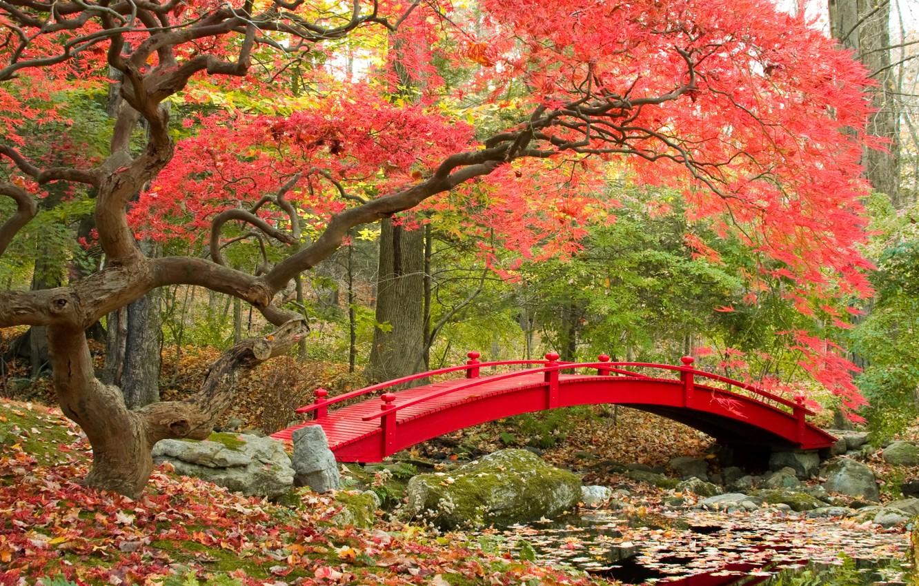 Wallpaper autumn, bridge, Park, bridge, park, autumn, Japanese garden, fall season image for desktop, section пейзажи
