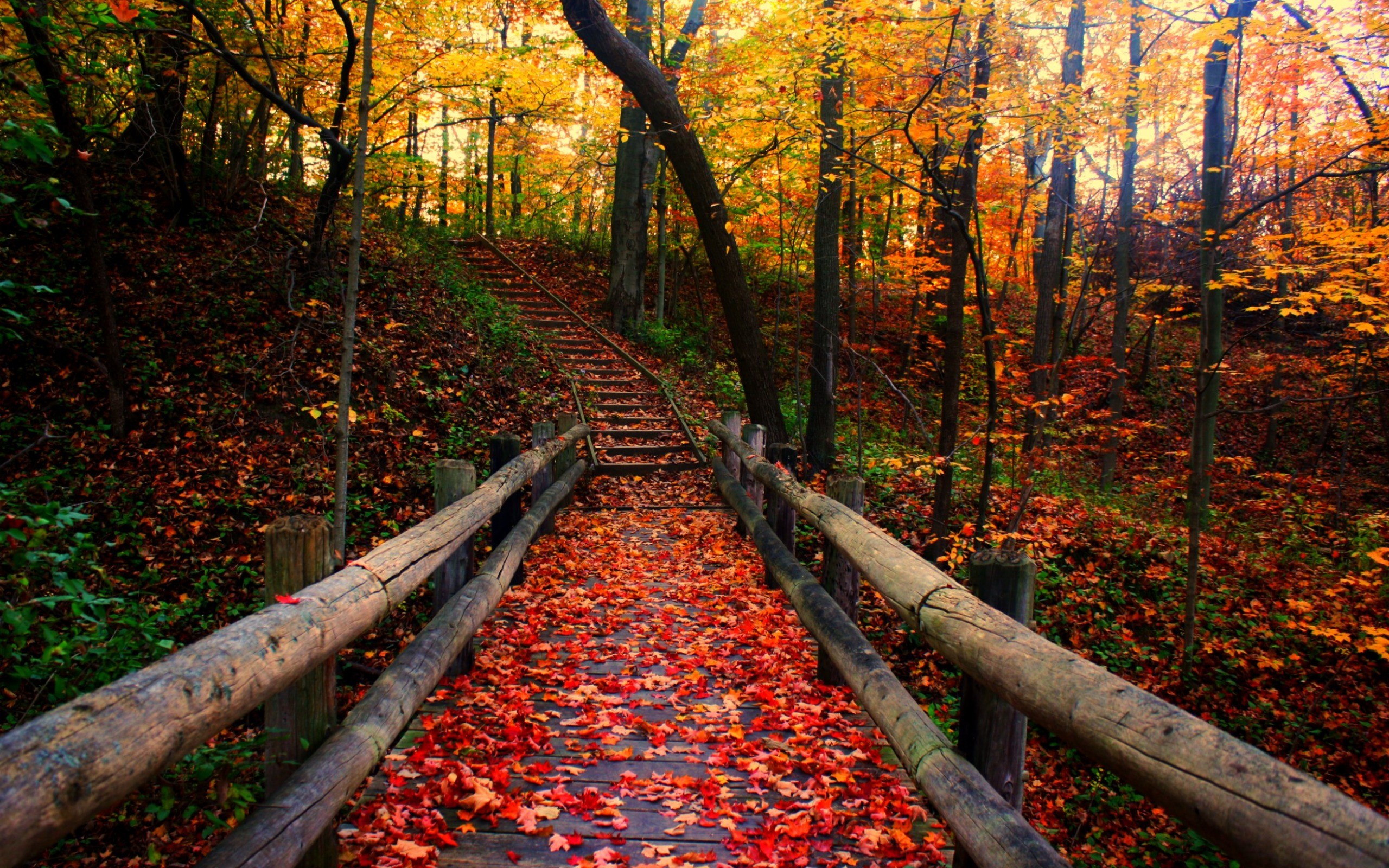 Autumn, Scenery, wooden, Bridge, And, Stairs, In, The, Forest
