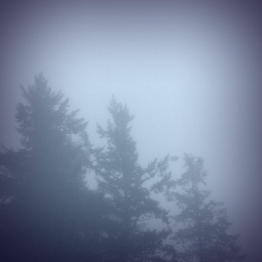 fog #aesthetic #creepy #spooky #mist #creepytrees #mystical