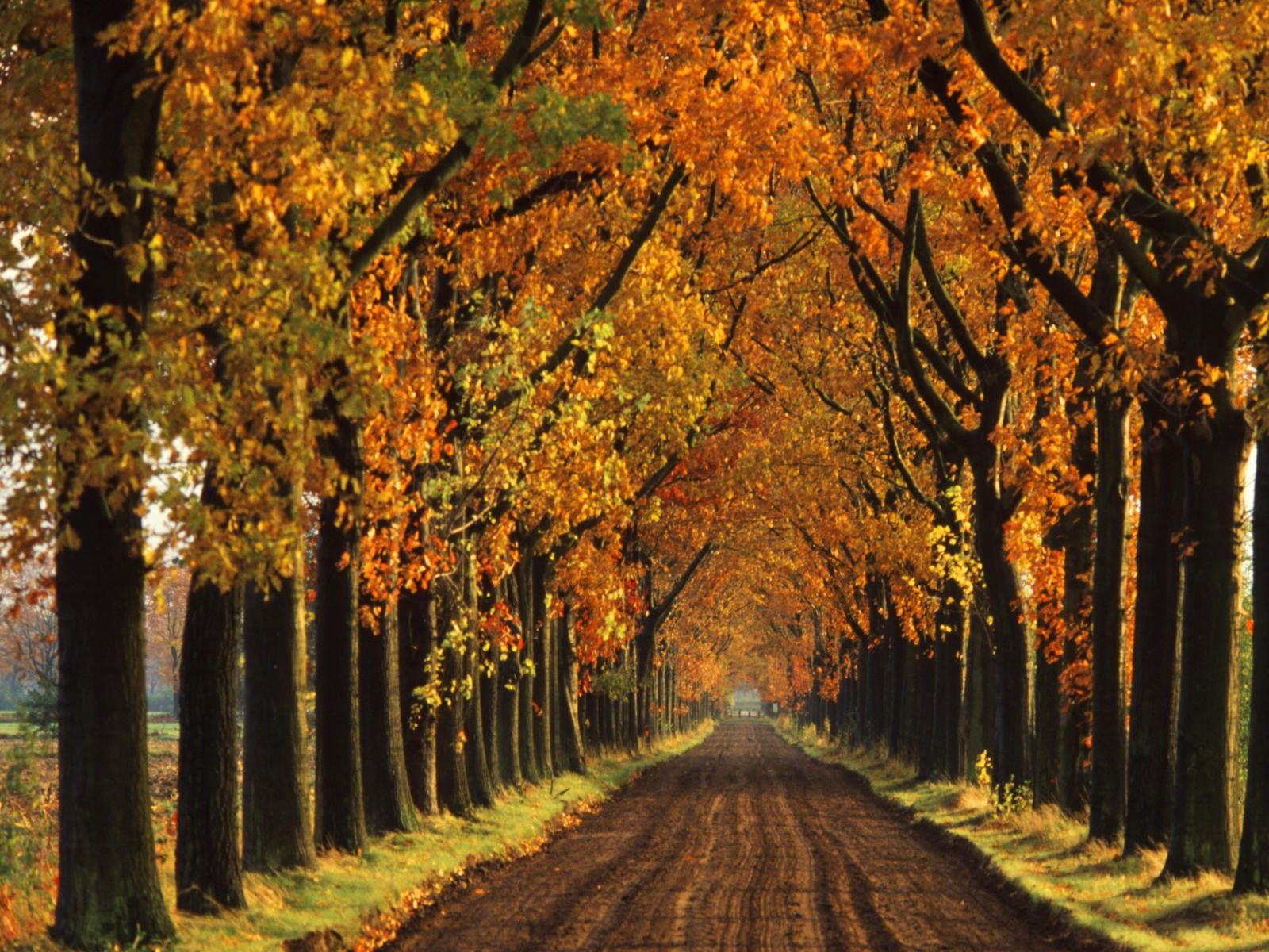 Fall Picture For Desktop. IMAGE SOURCE PAGE Fall Desktop Wallpaper Phot. Desktop Wallpaper Fall, Tree Lined Driveway, Free Fall Wallpaper