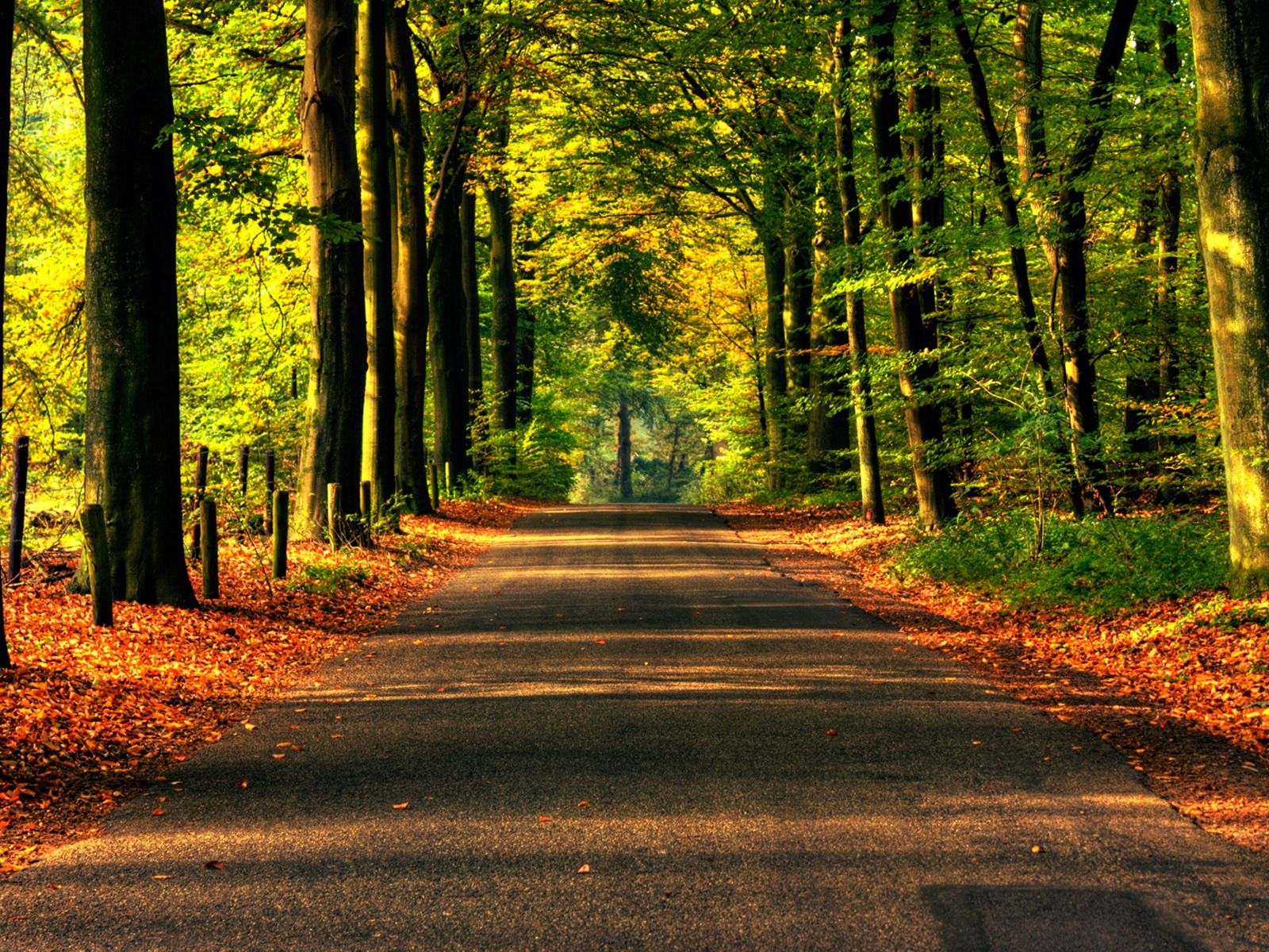 Road to Autumn Wallpaper Autumn Nature Wallpaper in jpg