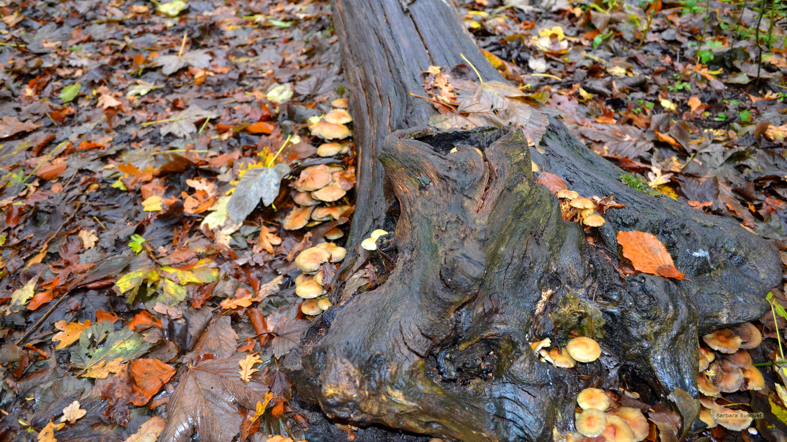 Autumn wallpaper tree trunk. Barbaras HD Wallpaper