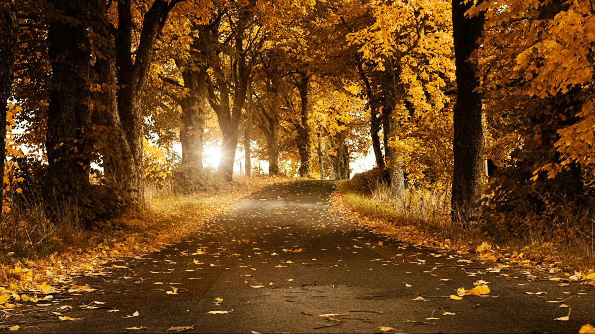 Autumn Background Wallpaper Yellow Hd Wallpaper Hd