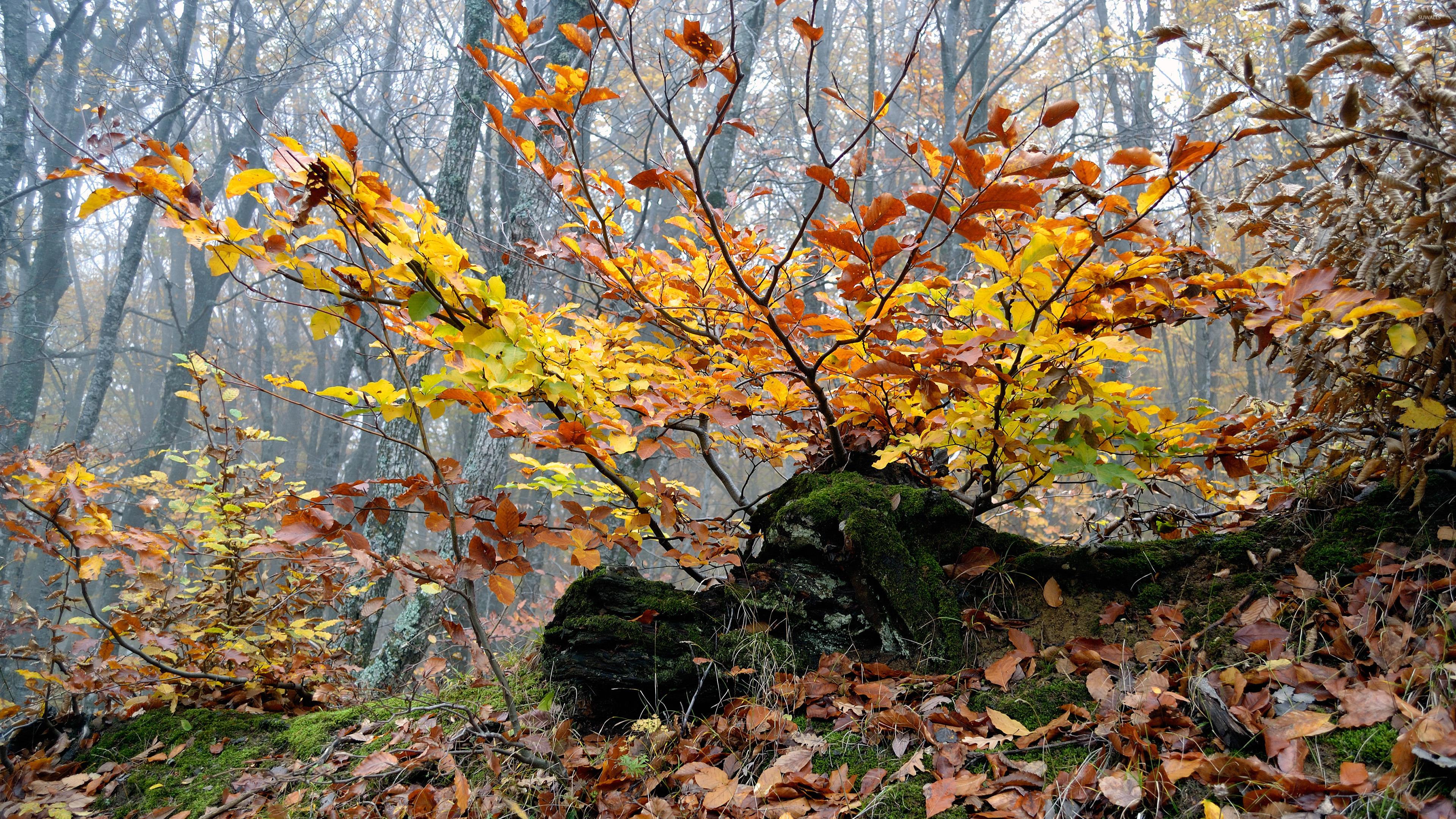 Autumn leaves [22] wallpaper wallpaper