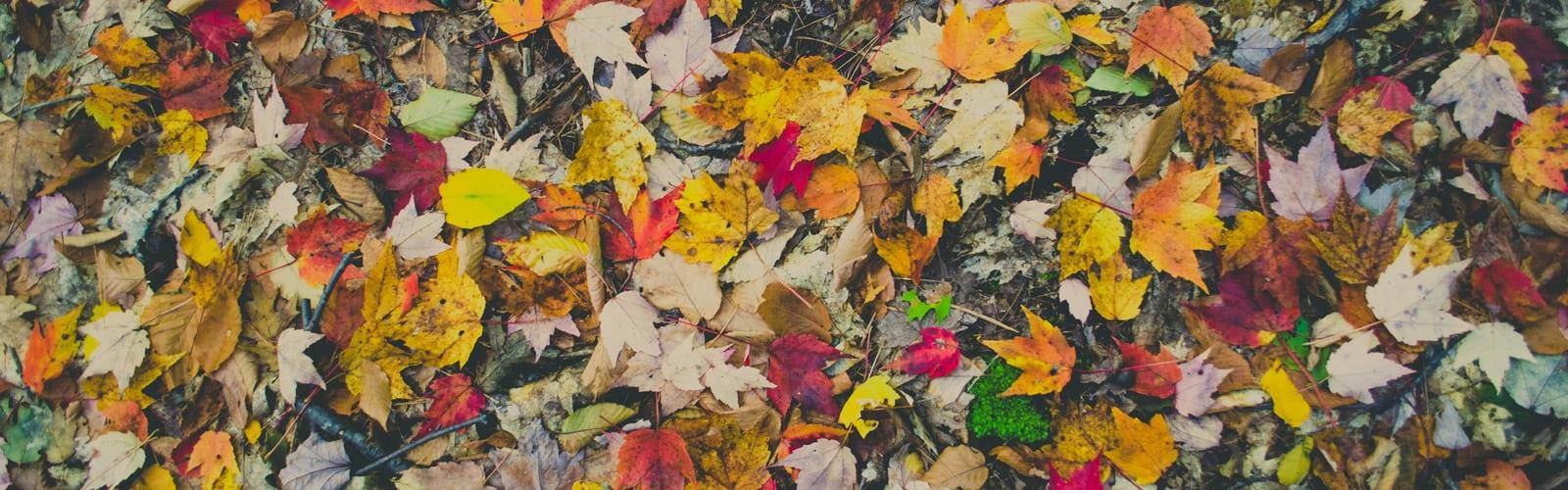 Autumn Wallpaper best free wallpaper, autumn, fall