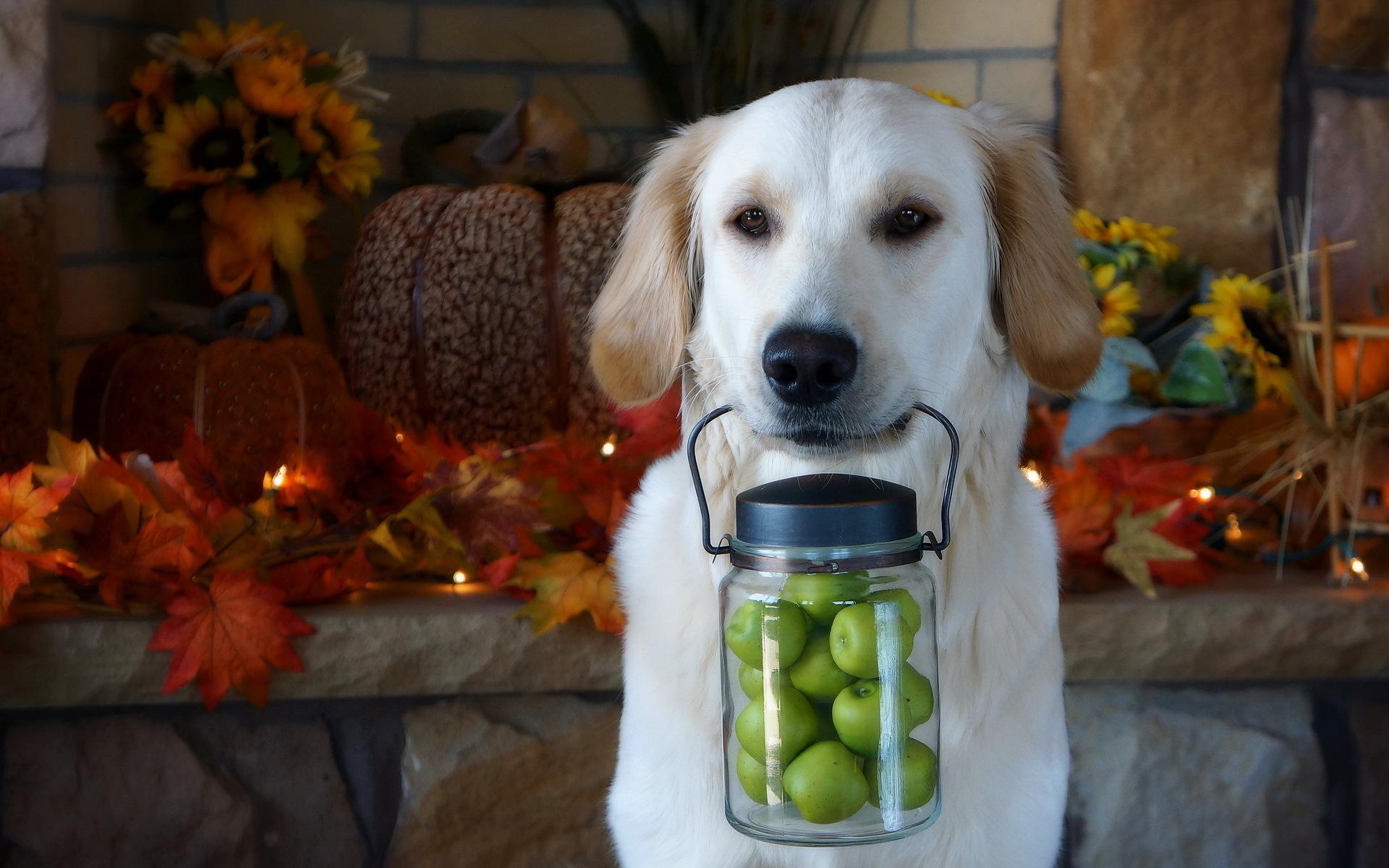 dog, Apples, Each, Thanksgiving Wallpaper HD / Desktop