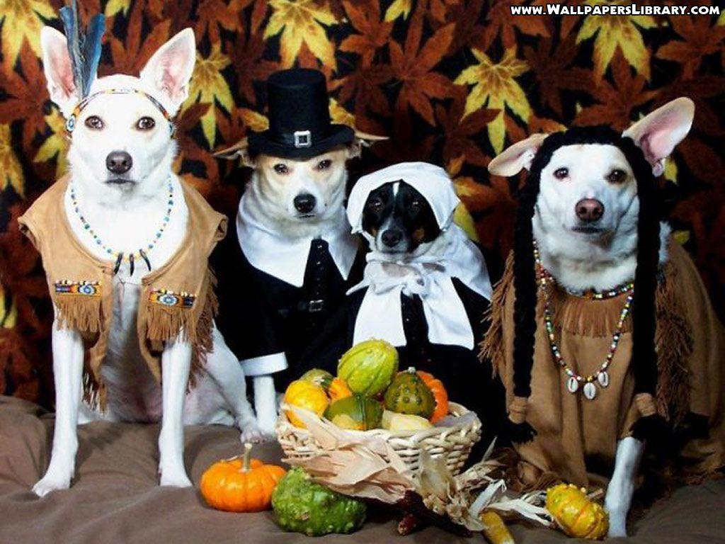 Funny Animal Thanksgiving Pictures