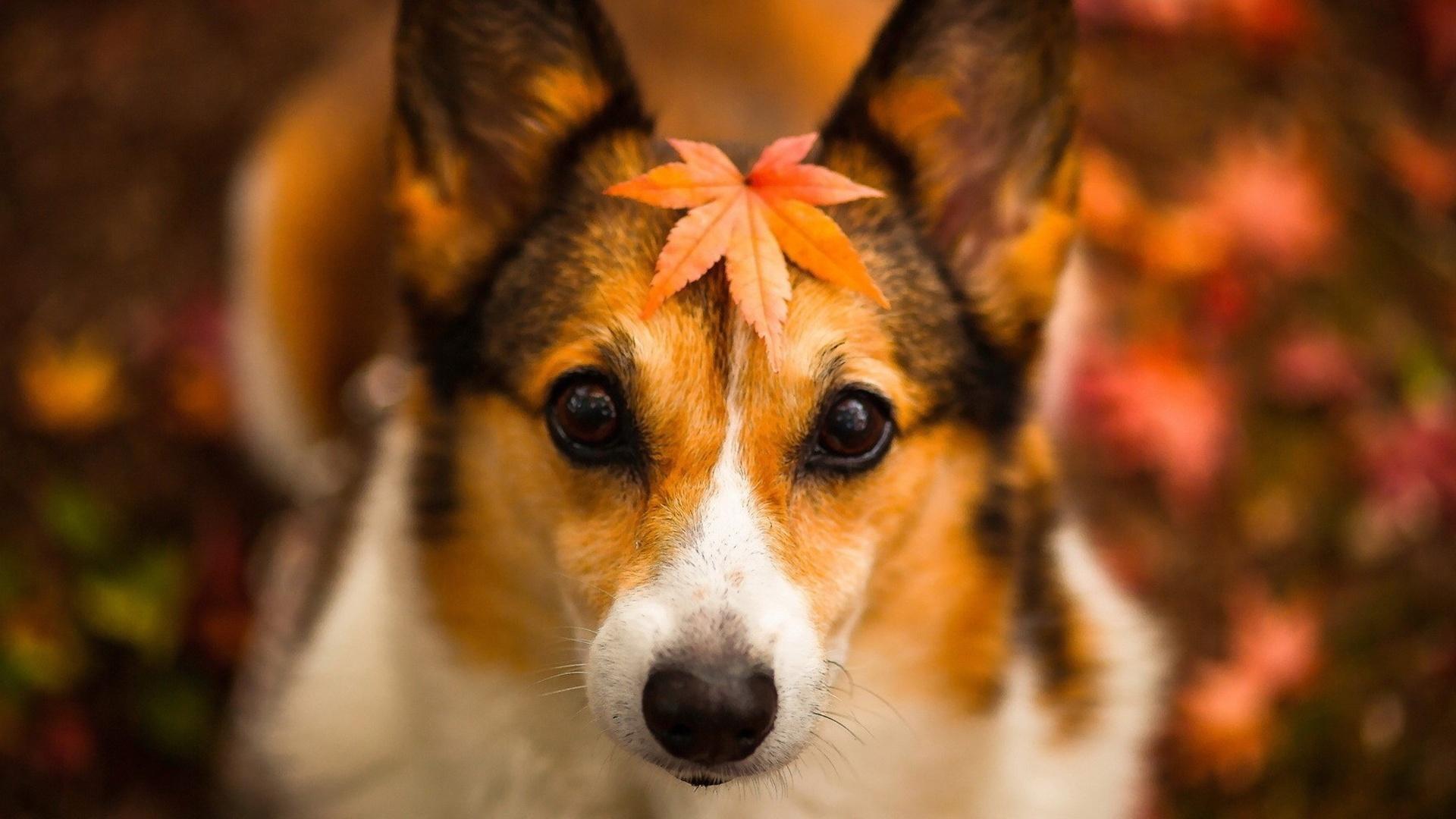 Wallpaper Autumn dog, red leaves, fuzzy background 1920x1200