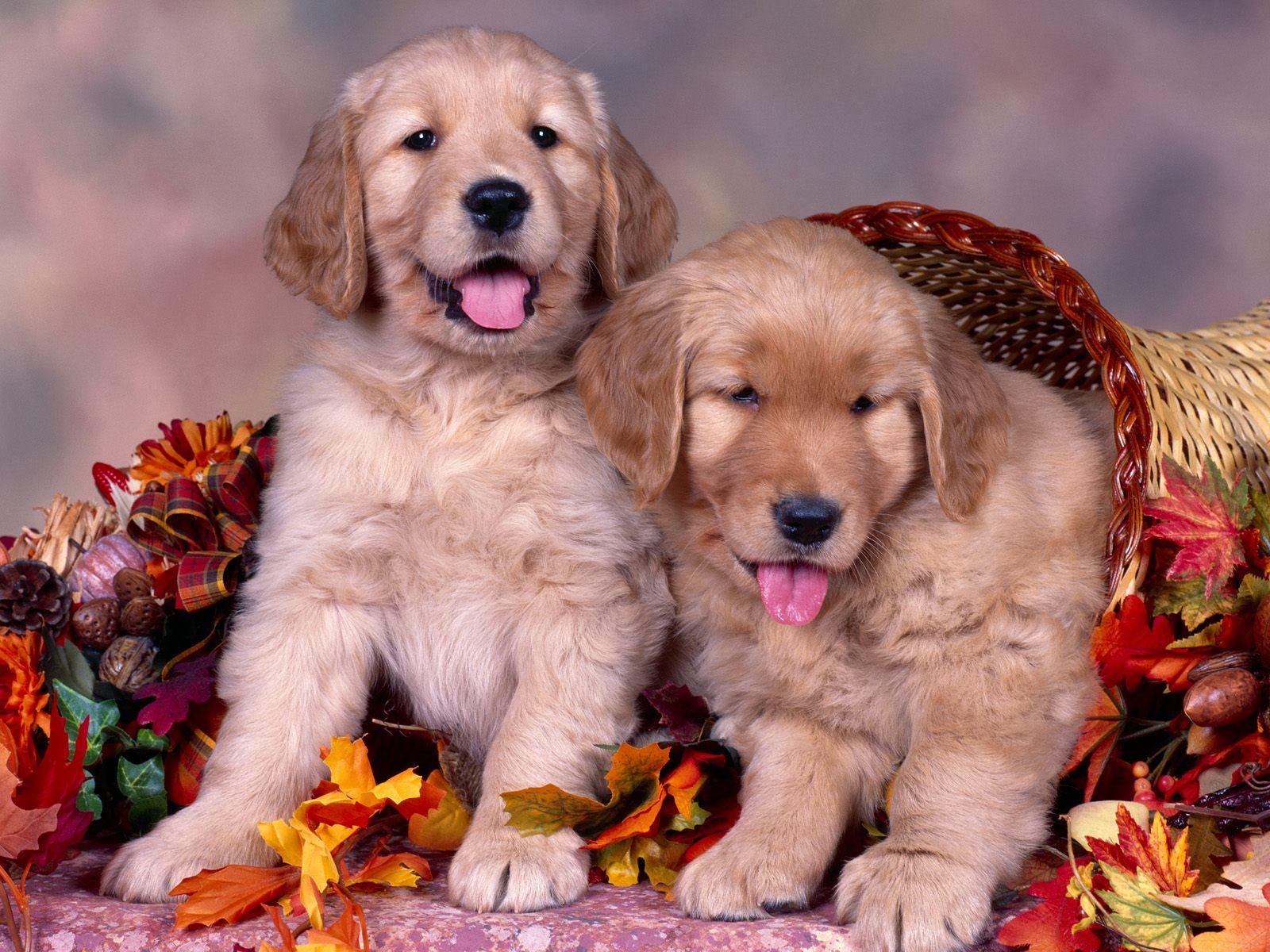 two dogs in flowers basket. HD Windows Wallpaper