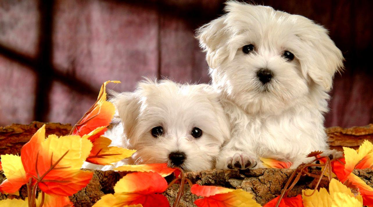 Thanksgiving Puppy Wallpapers - Wallpaper Cave