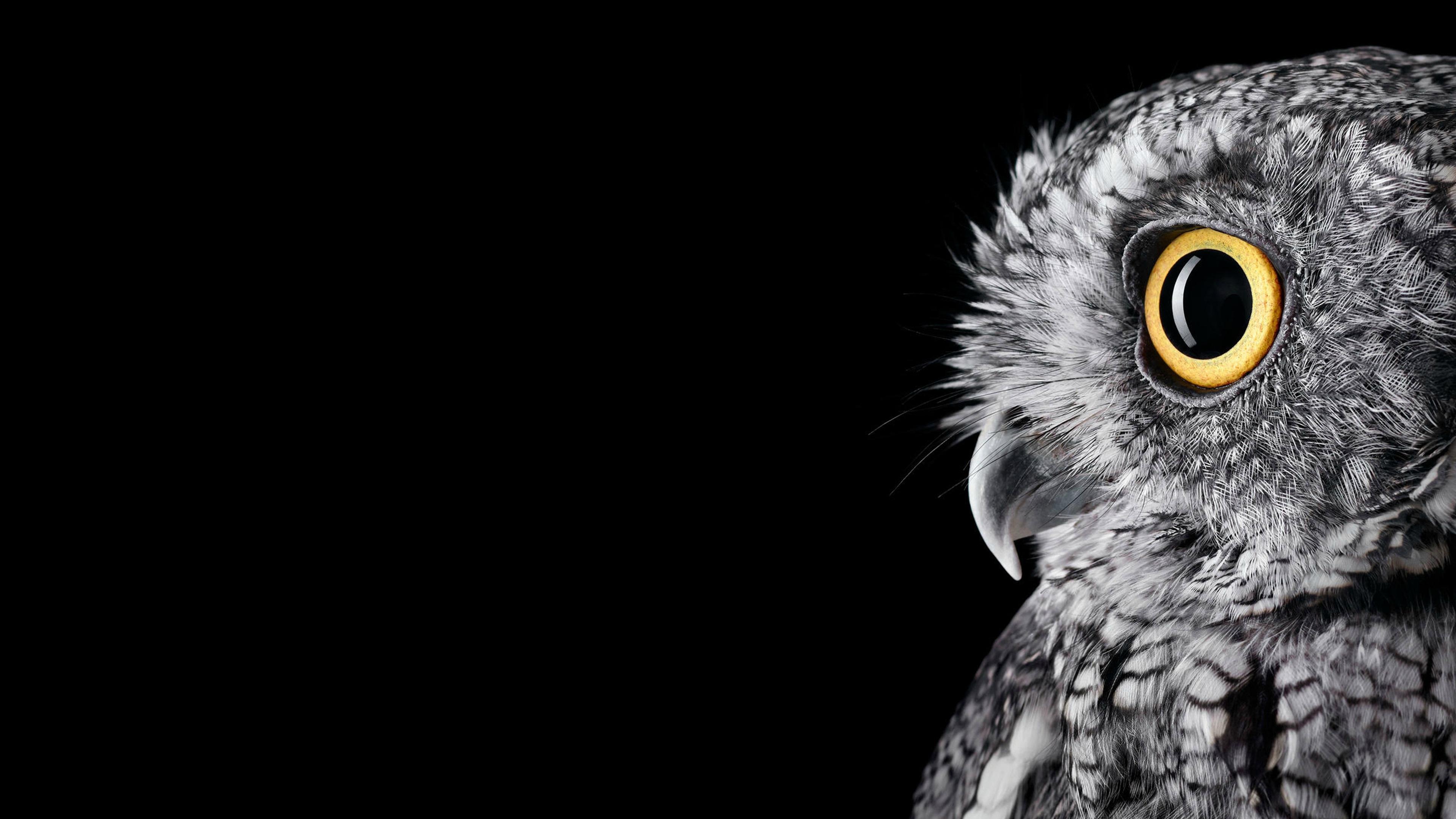 4K Owl PC Wallpaper 10802