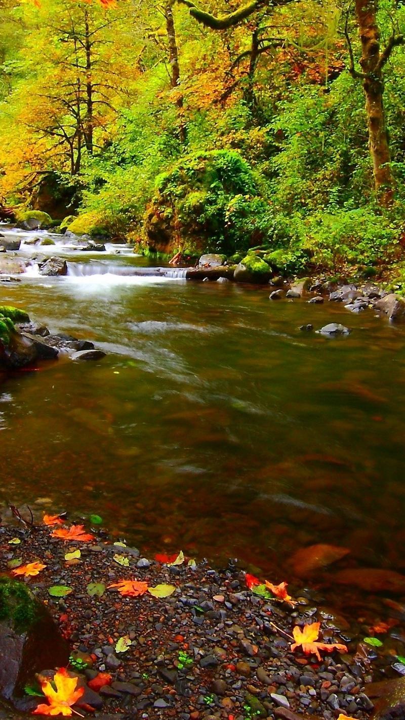 Download wallpaper 800x1420 river, rocks, leaves, autumn