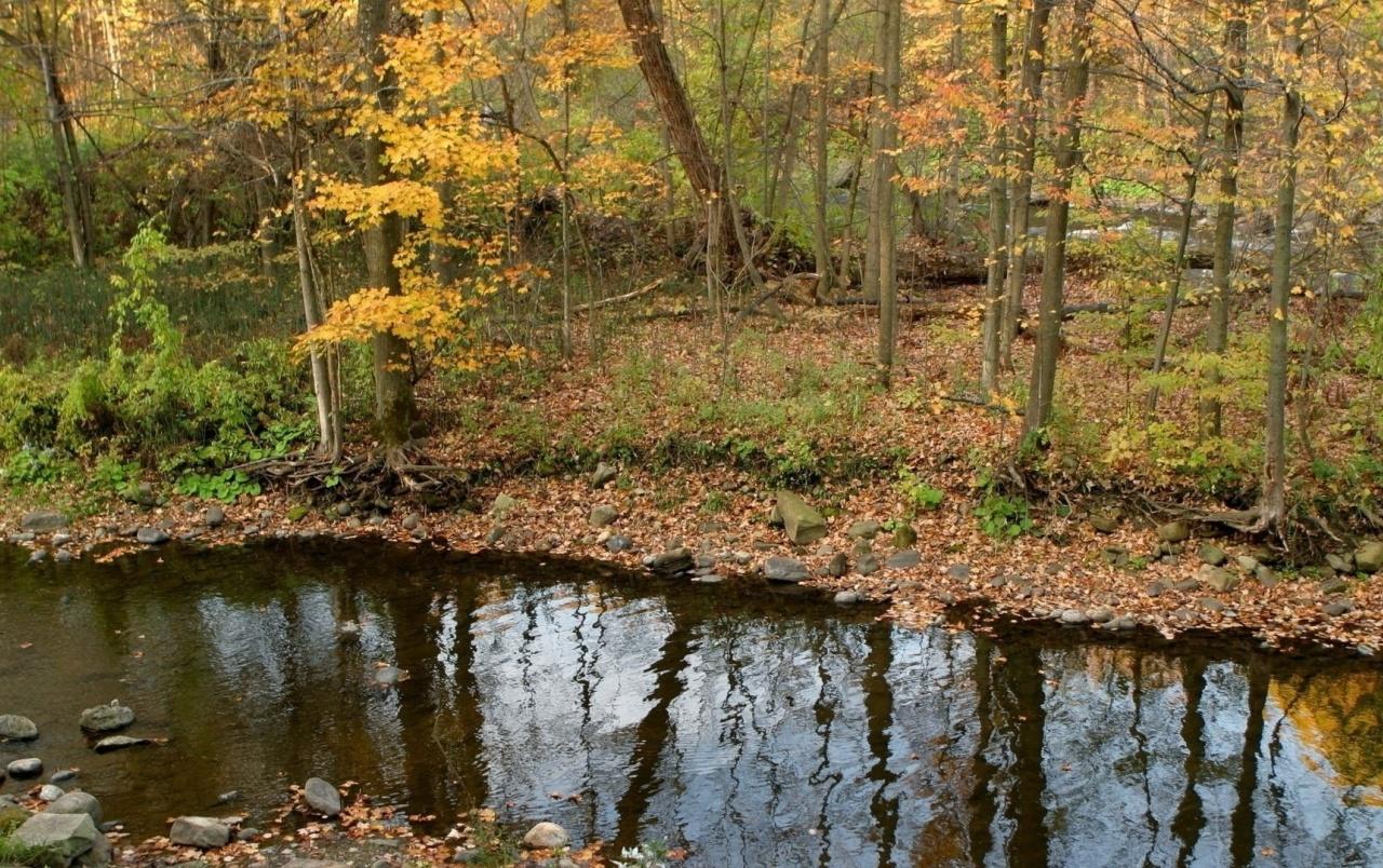 Autumn Forest Creek Rocks wallpaper. Autumn Forest Creek