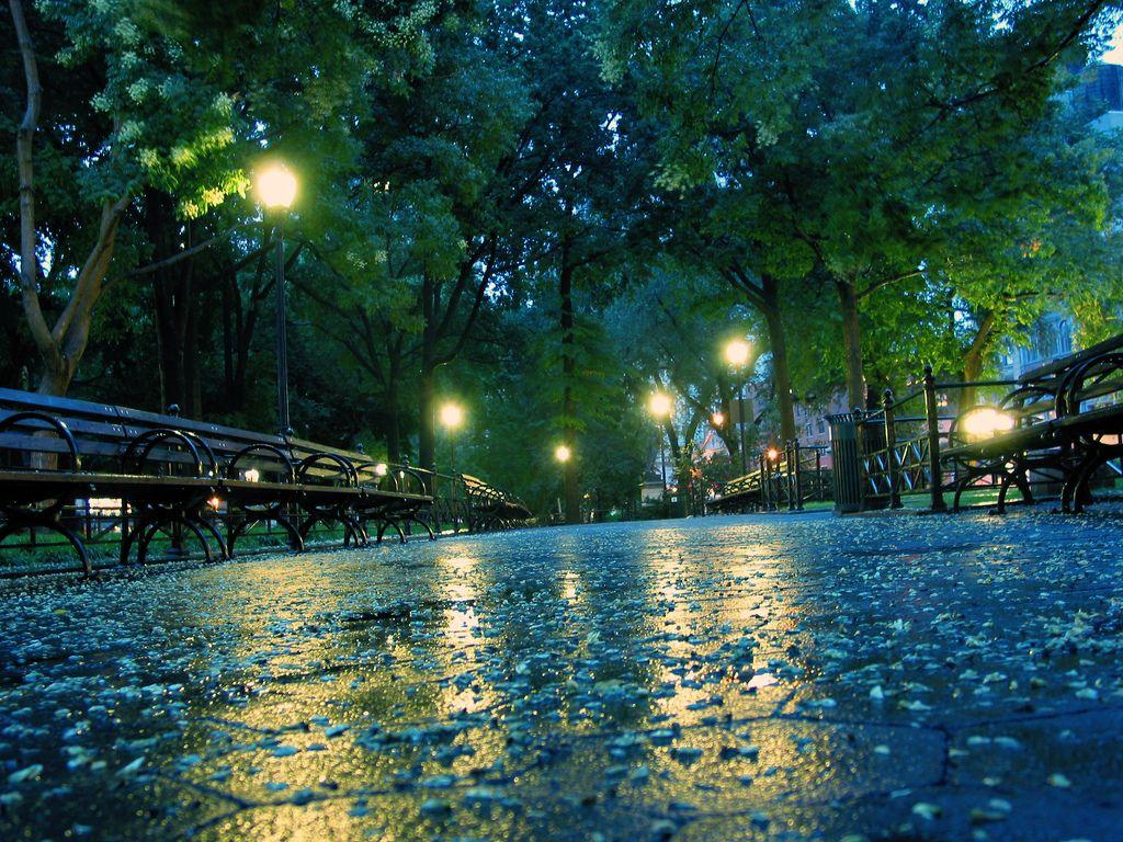 rainy night nature