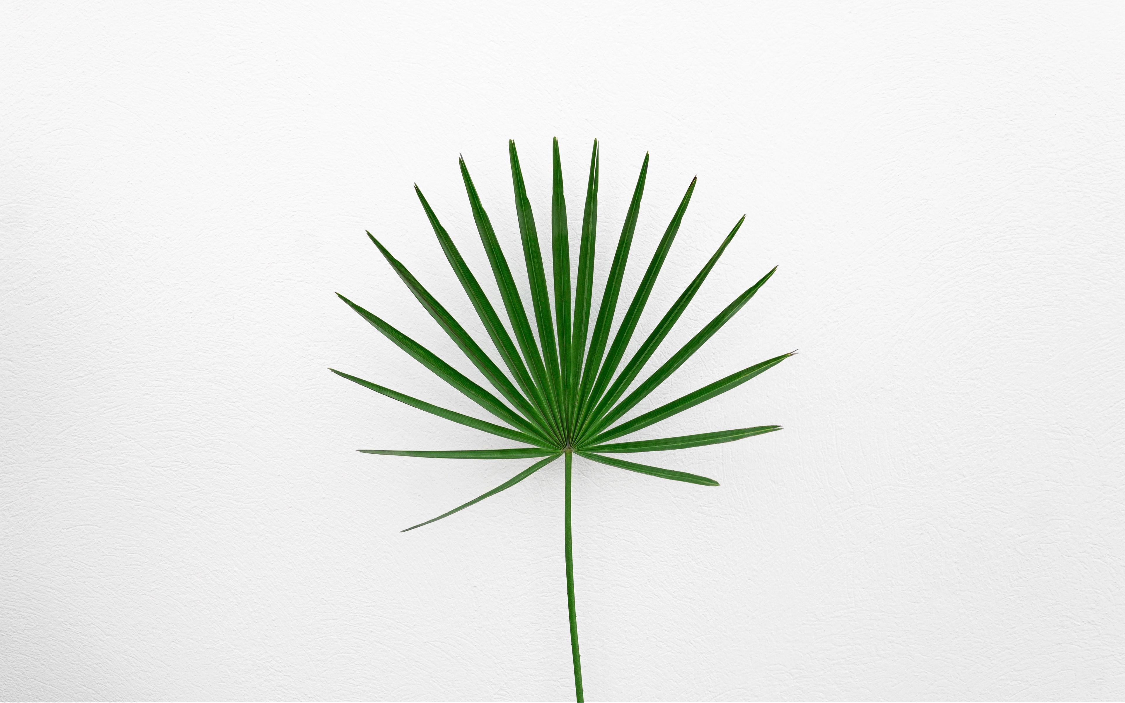 Download wallpaper 3840x2400 leaf, plant, minimalism, green, white