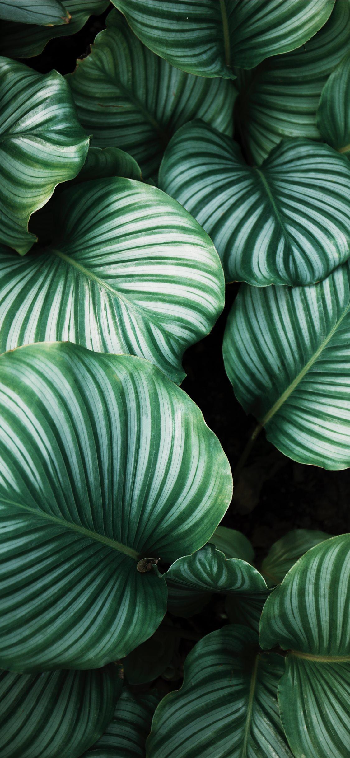 green and white leafed plants iPhone X Wallpaper Free Download