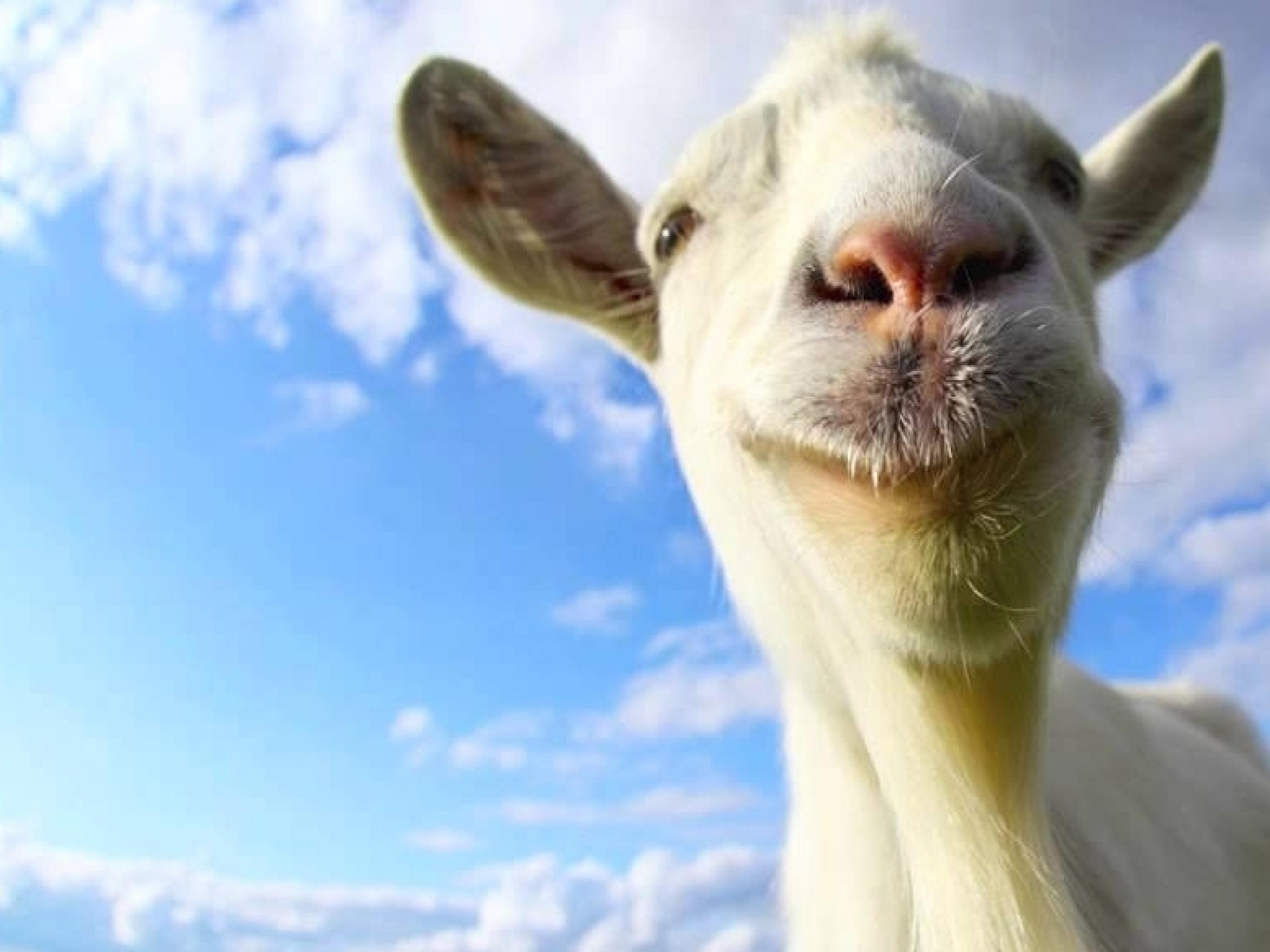Baby Goat Wallpaper  HD Wallpapers of Baby GoatsAmazoncomAppstore for  Android