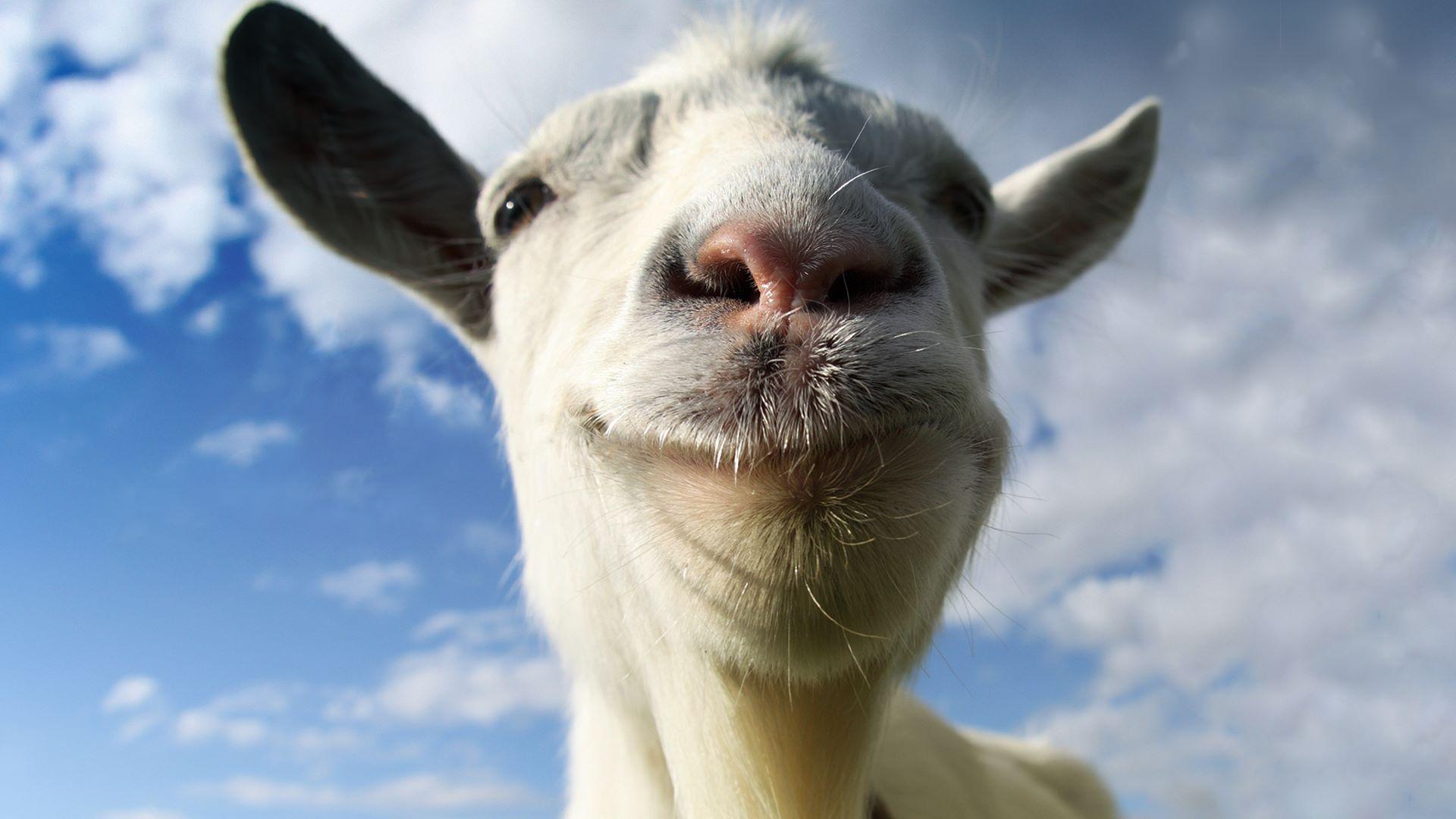 Animal Goat 4k Ultra HD Wallpaper