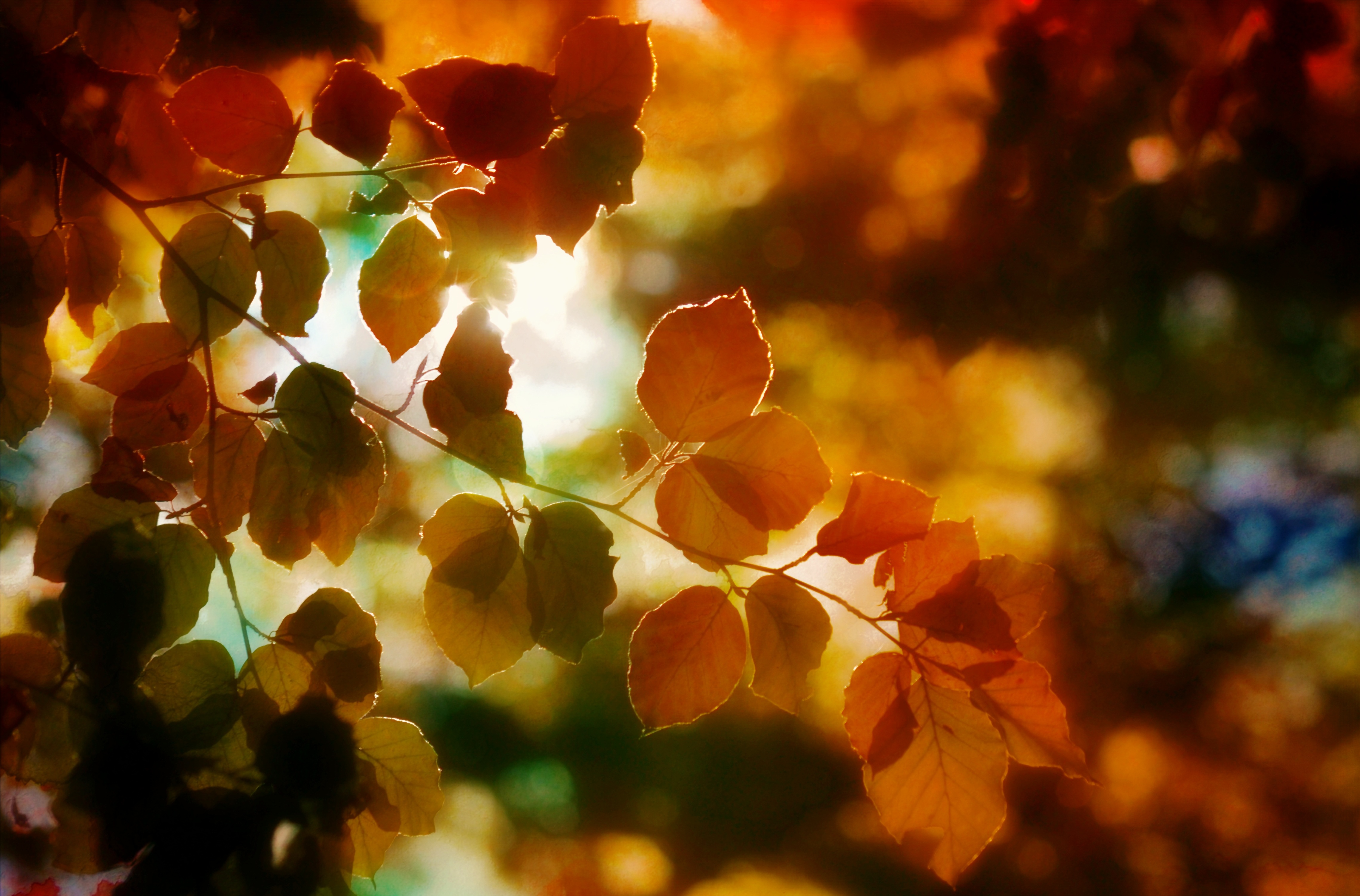 Autumn Light Leaves 5k, HD Nature, 4k Wallpaper, Image