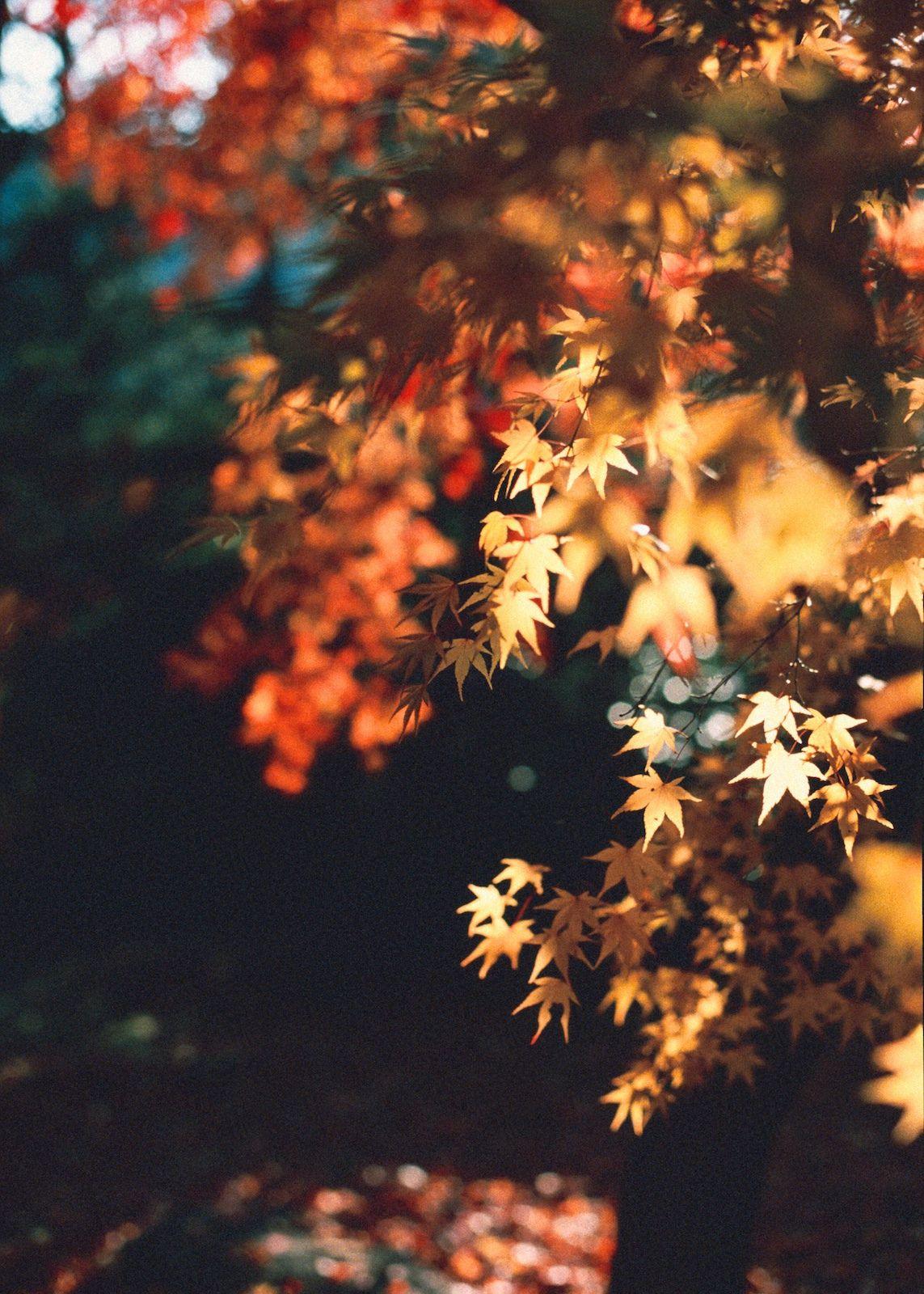 Dream. Autumn photography, Autumn