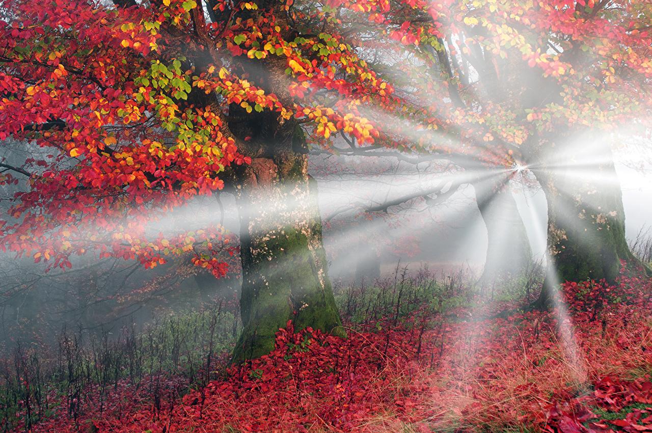 Desktop Wallpaper Rays of light Carpathians Foliage Ukraine