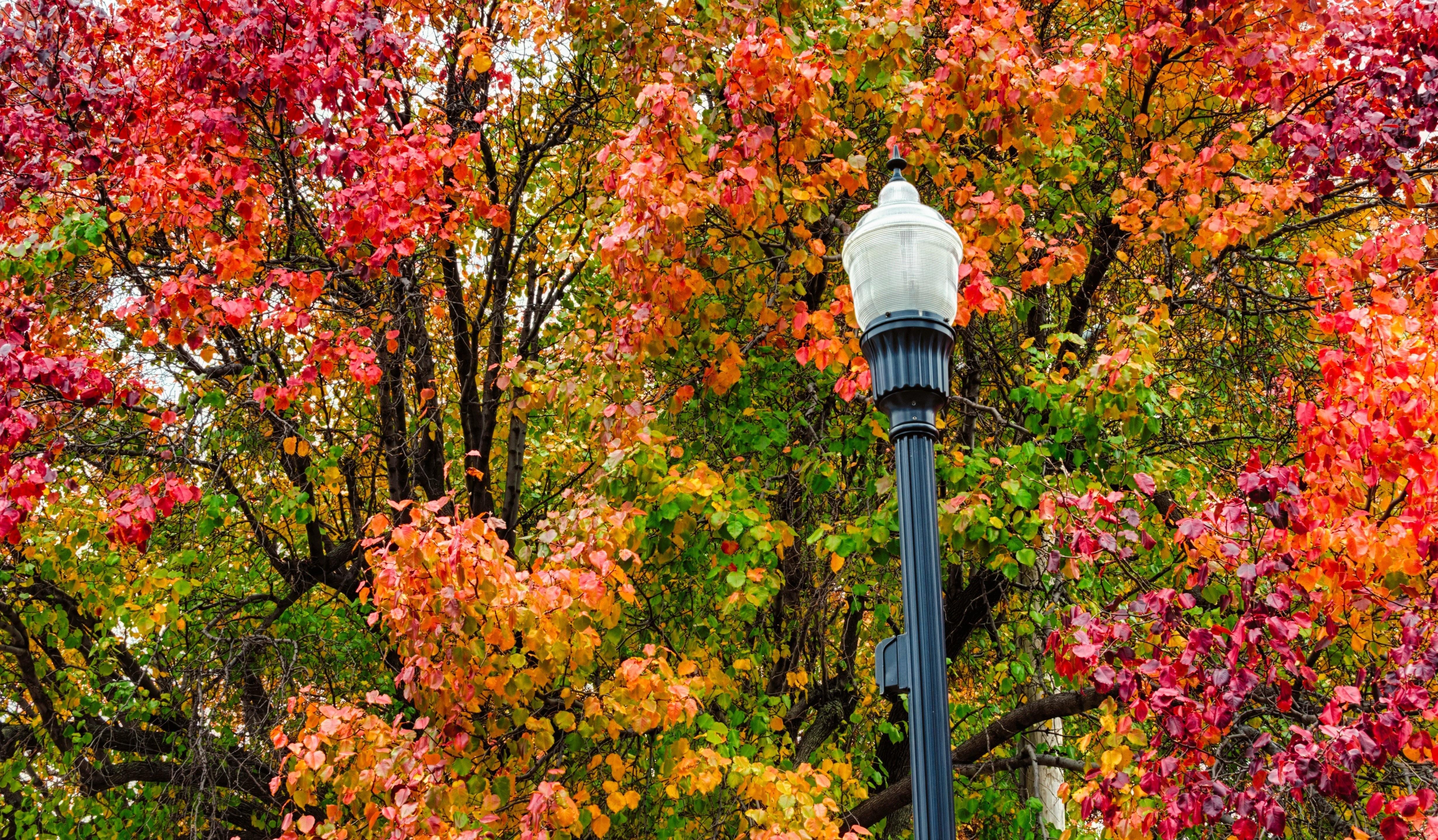 Leaf, Fall, Mac Background, autumn, Landscape, Tree, Forest