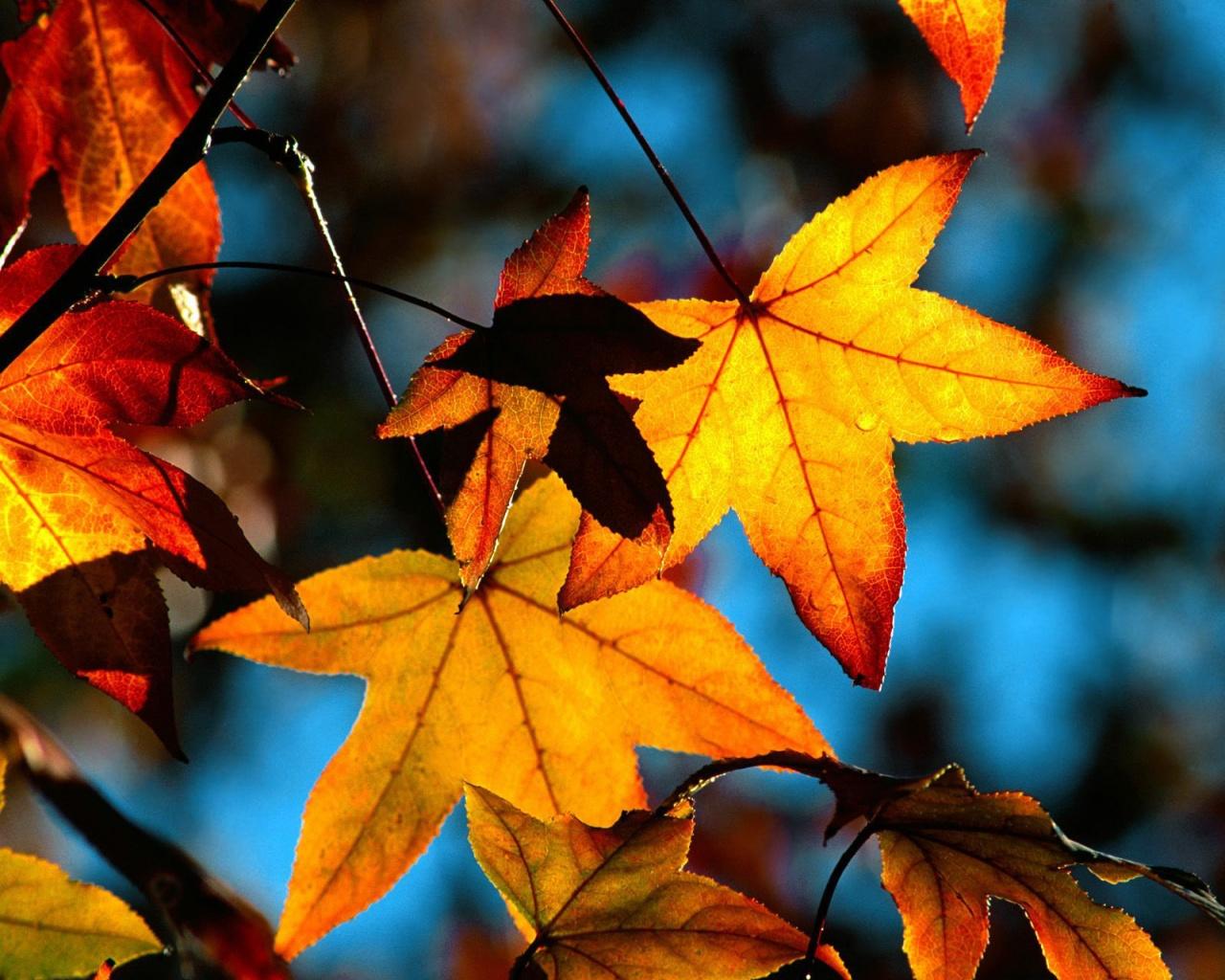Autumn leaves light wallpaper. Autumn leaves light stock