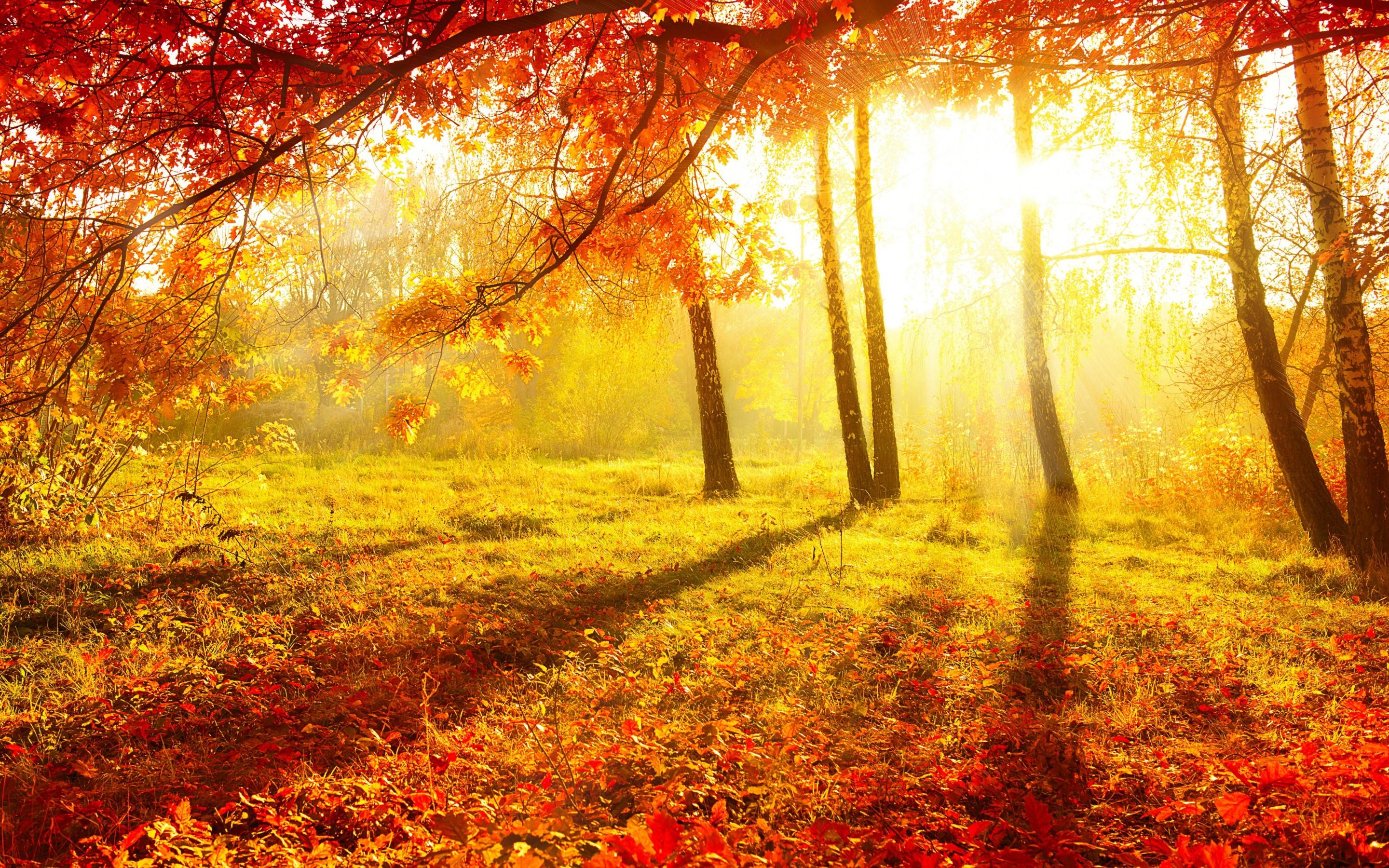 Nature autumn forest trees leaves burgundy grass sun light