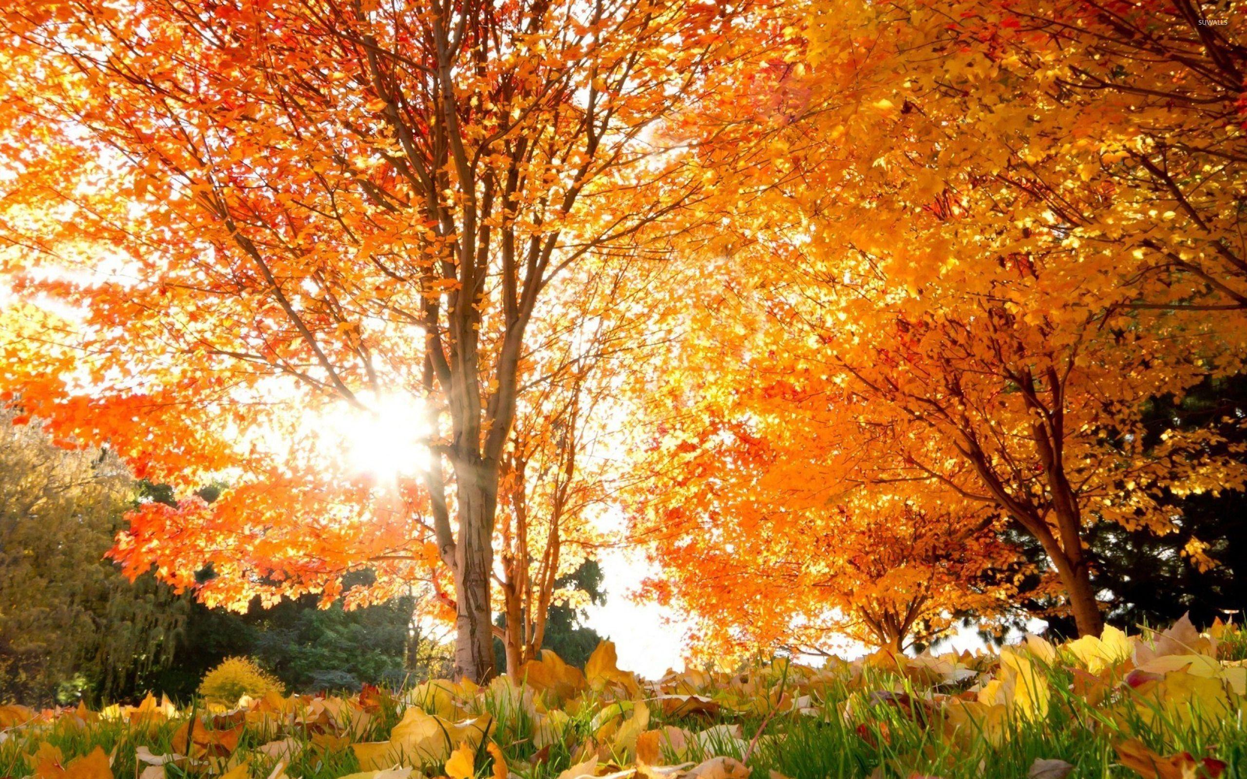 Sun light through autumn tree wallpaper wallpaper