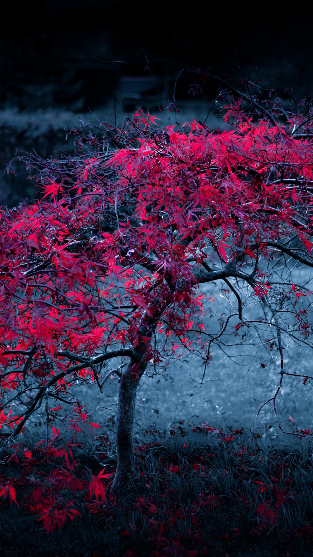Tree Leaves Fog Light Purple Autumn iPhone 8 Wallpaper Free