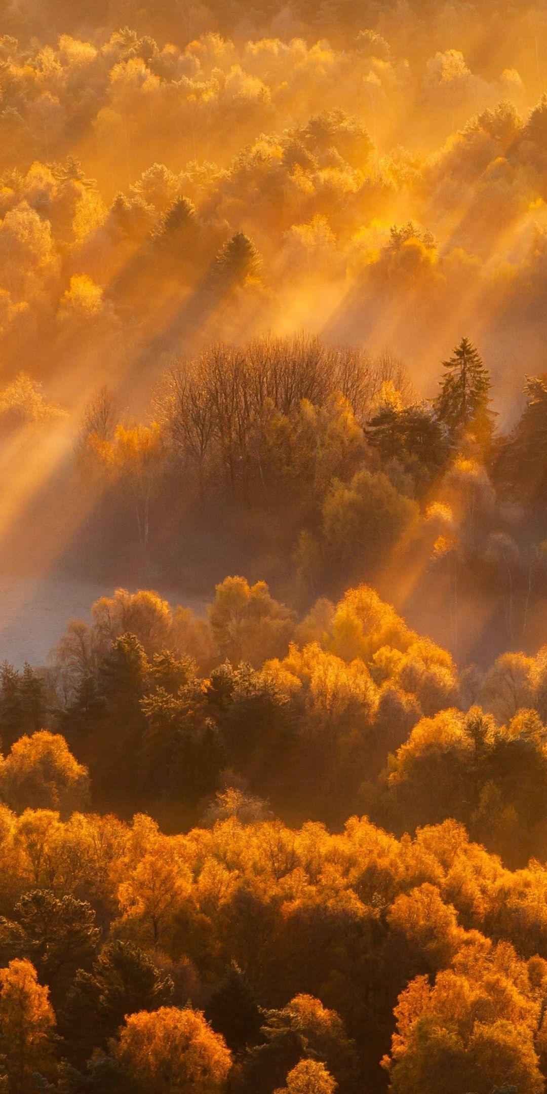 Sun lights, autumn, trees, nature, 1080x2160 wallpaper