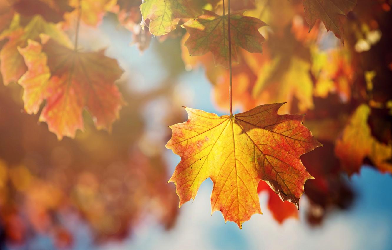 Wallpaper autumn, leaves, the sun, macro, light, branches, sheet, tree, orange, maple image for desktop, section природа