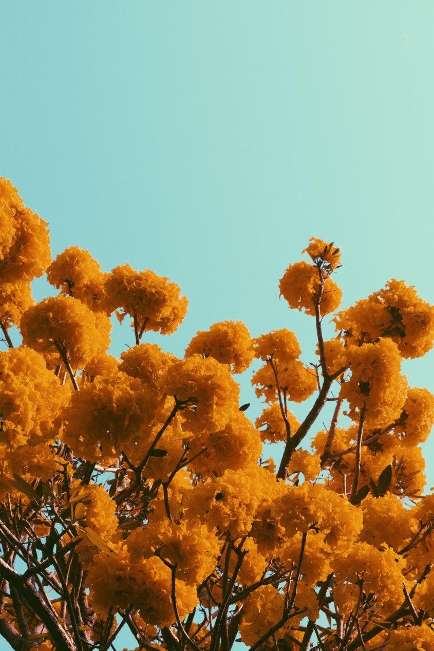 Orange flowers and the sky on a sunny day. I use VSCO filter on this photograph to get the vintage look. Aesthetic collage, Picture wall, Picture collage