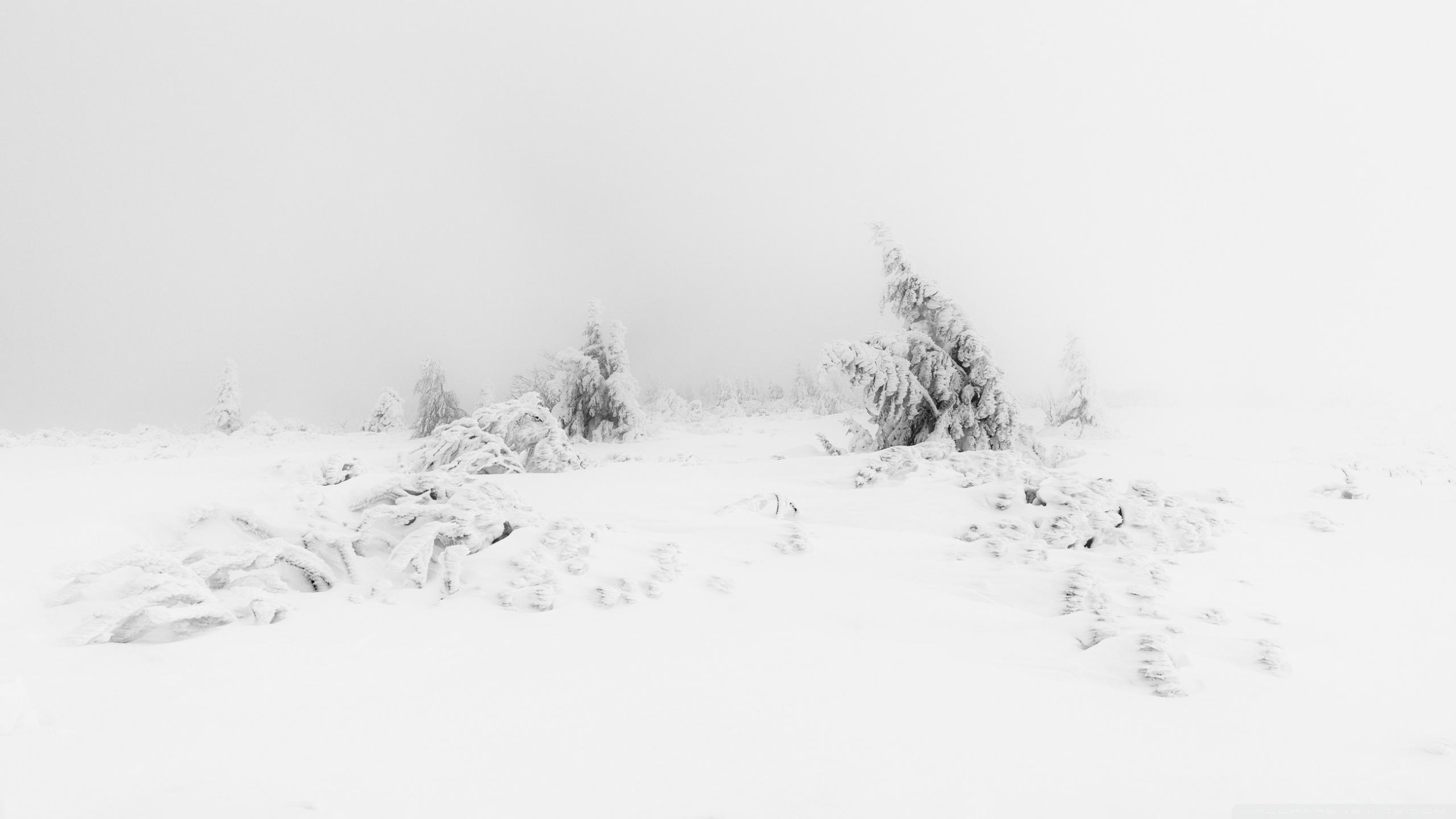Winter Fog White Snow Trees Aesthetic Wallpaper