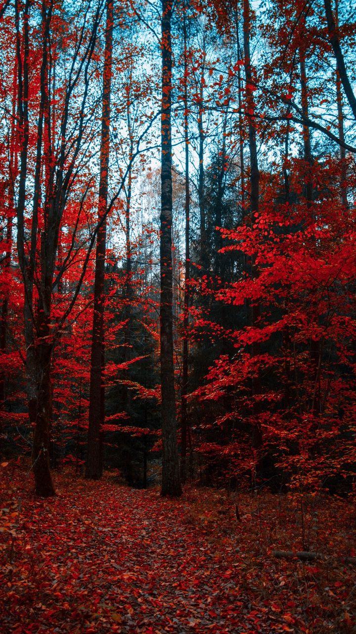 Wallpaper autumn, forest, trees, foliage, autumn