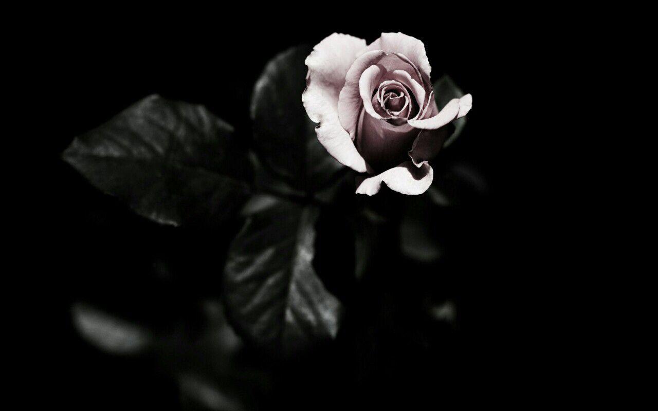 aes: high fantasy. Dark flowers, Rose