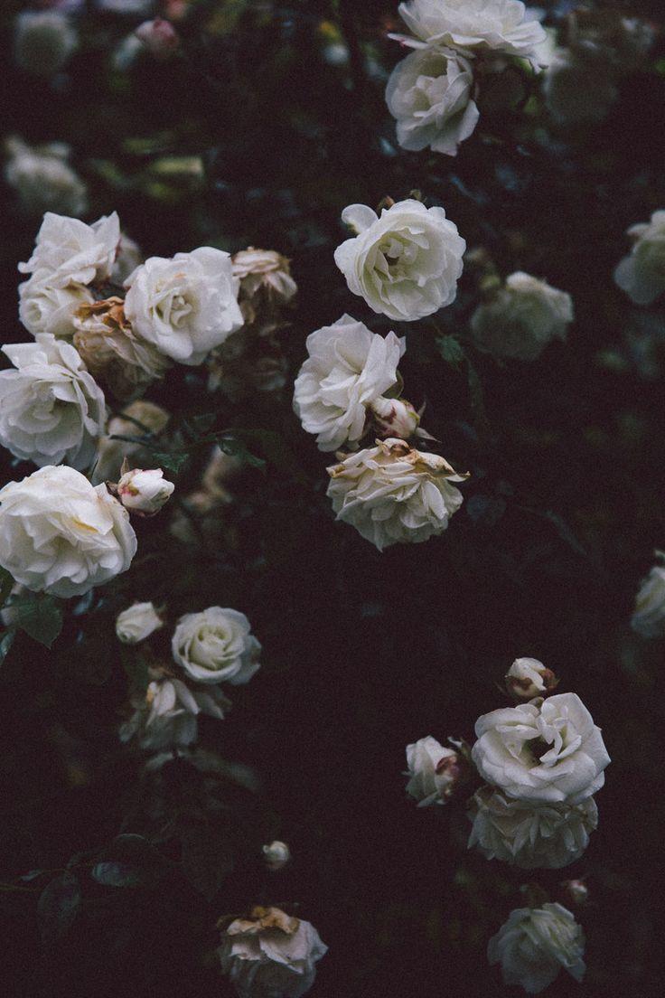 helena la petite. Life / Floral & Garden. Dark flowers