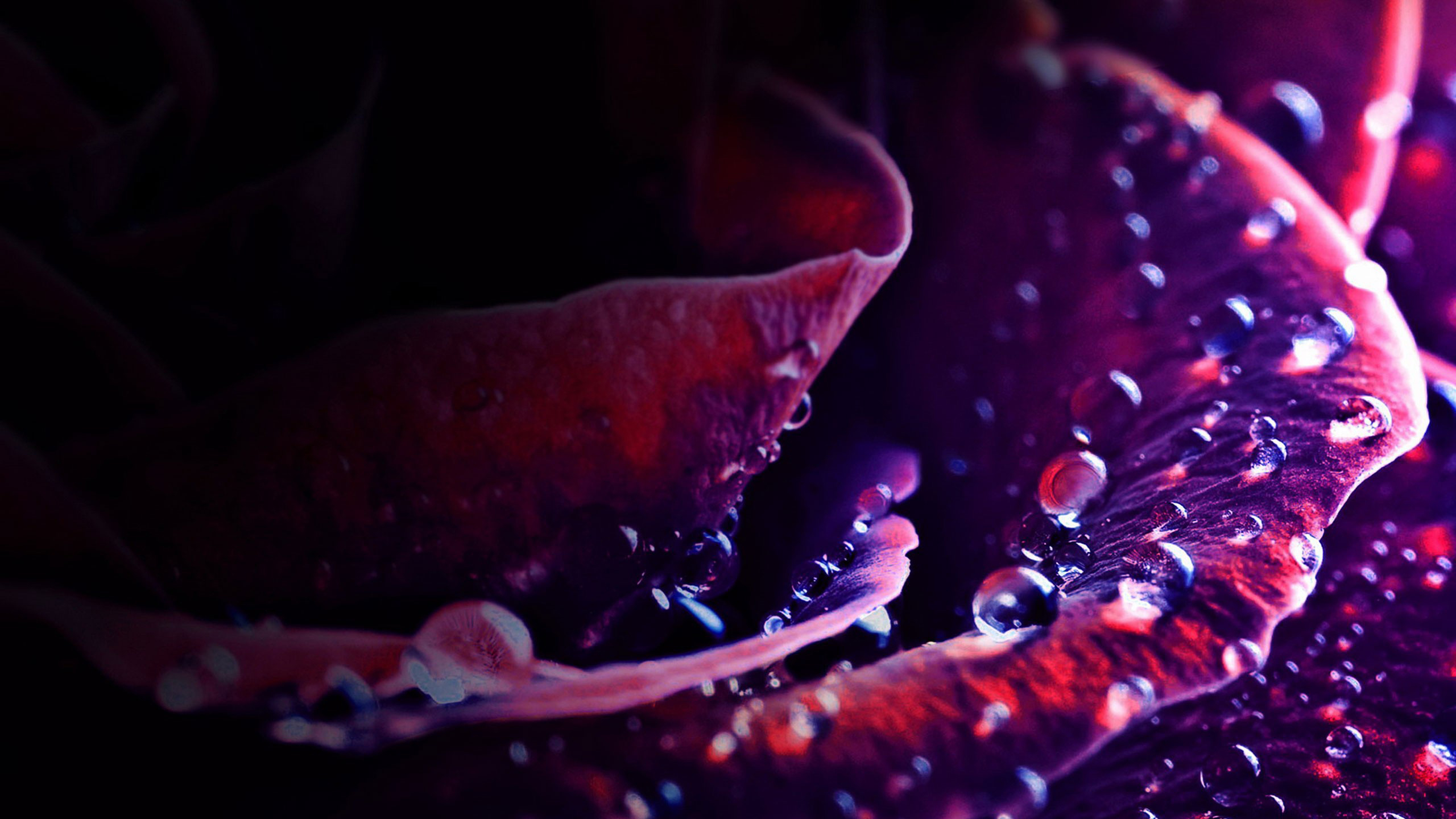 Aesthetic Background HD Free Download For PC Desktop