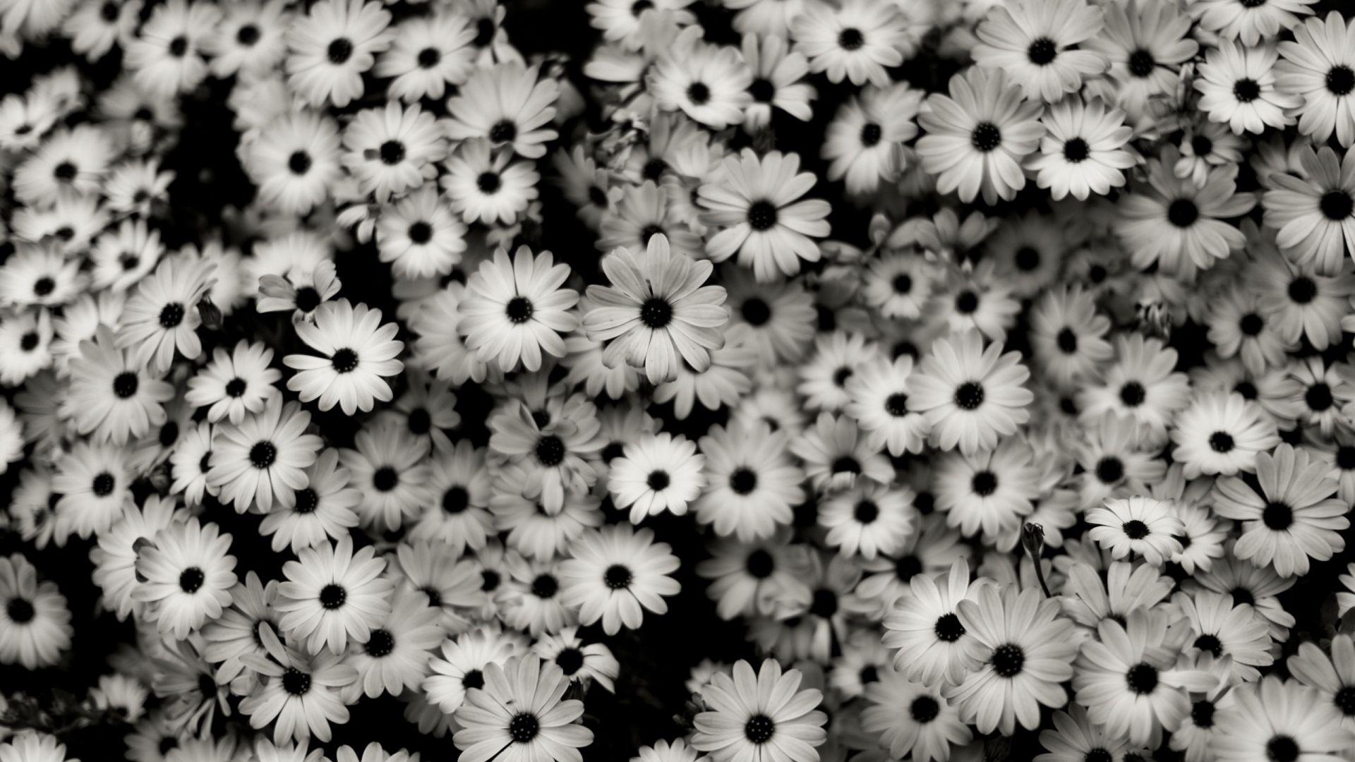 white daisies HD wallpaper HD sharovarka. Black and white flowers, White flower wallpaper, Black and white background