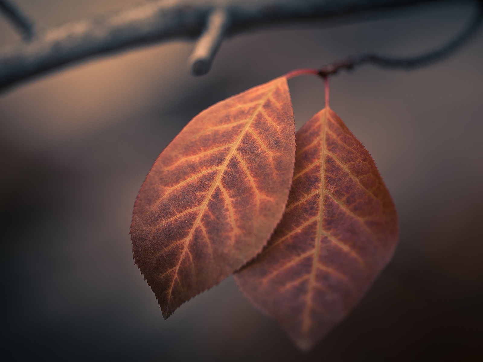 Autumn Macro Leaves 1600x1200 Resolution HD 4k