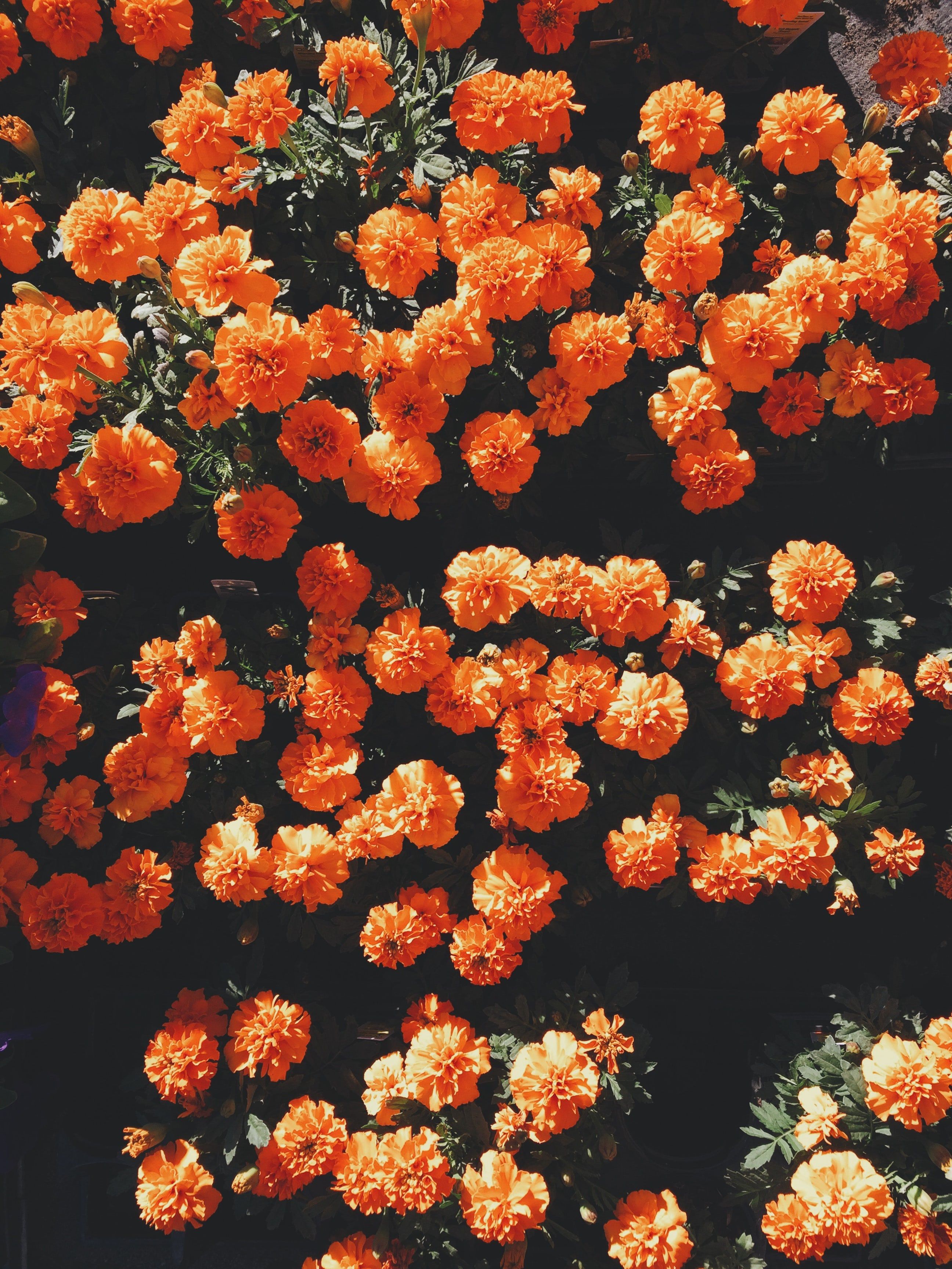 An overhead shot of a vibrant orange flower bed. Artistic