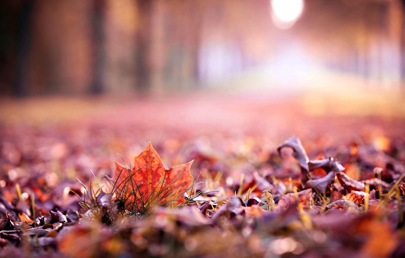 Wallpaper autumn, leaves, macro, widescreen, Wallpaper, blur, beautiful, leaf, wallpaper, leaf, widescreen, background, autumn, leaves, macro, full screen image for desktop, section макро