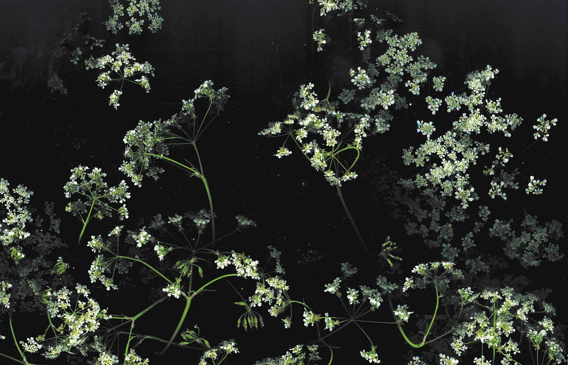 Black Floral Desktop Wallpaper