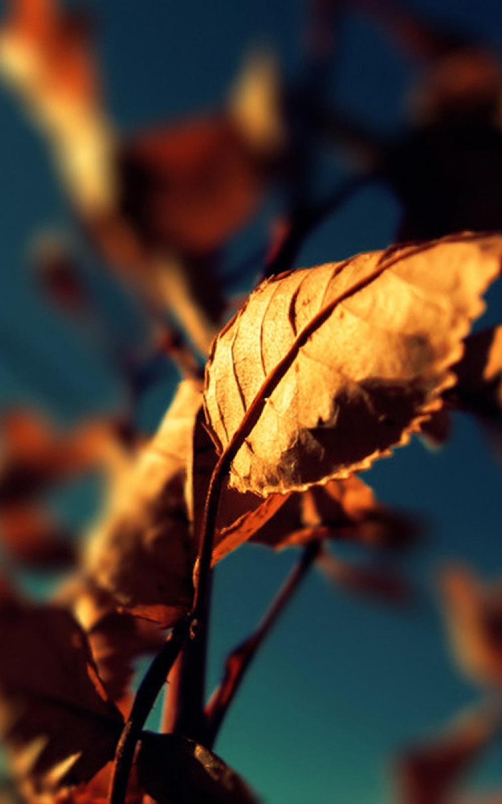 Golden Autumn Leaf Macro iPhone 6 Plus HD Wallpaper HD