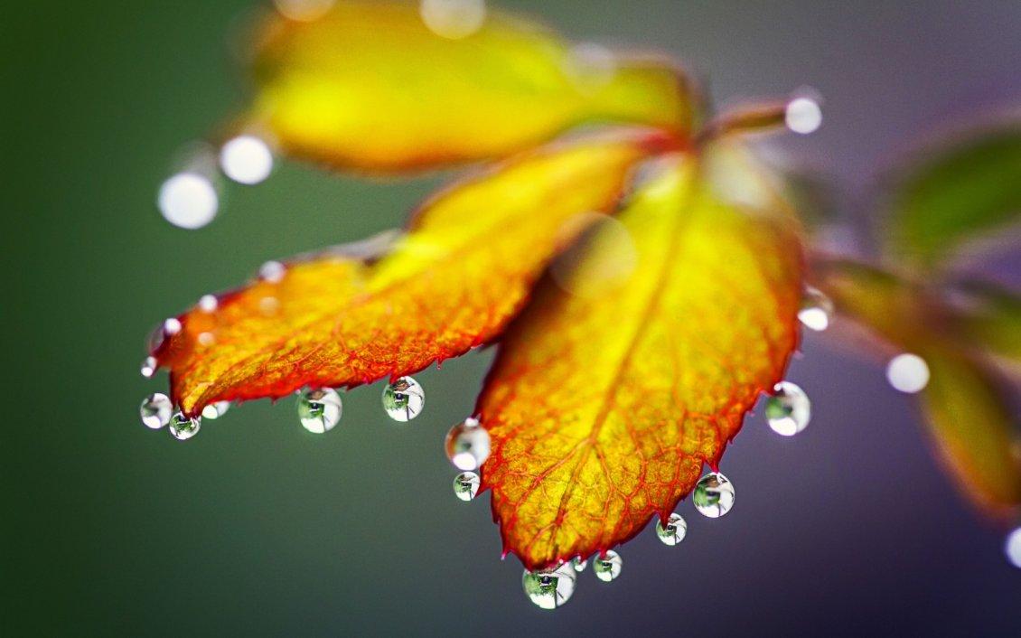 Macro water drops on the Autumn leaves