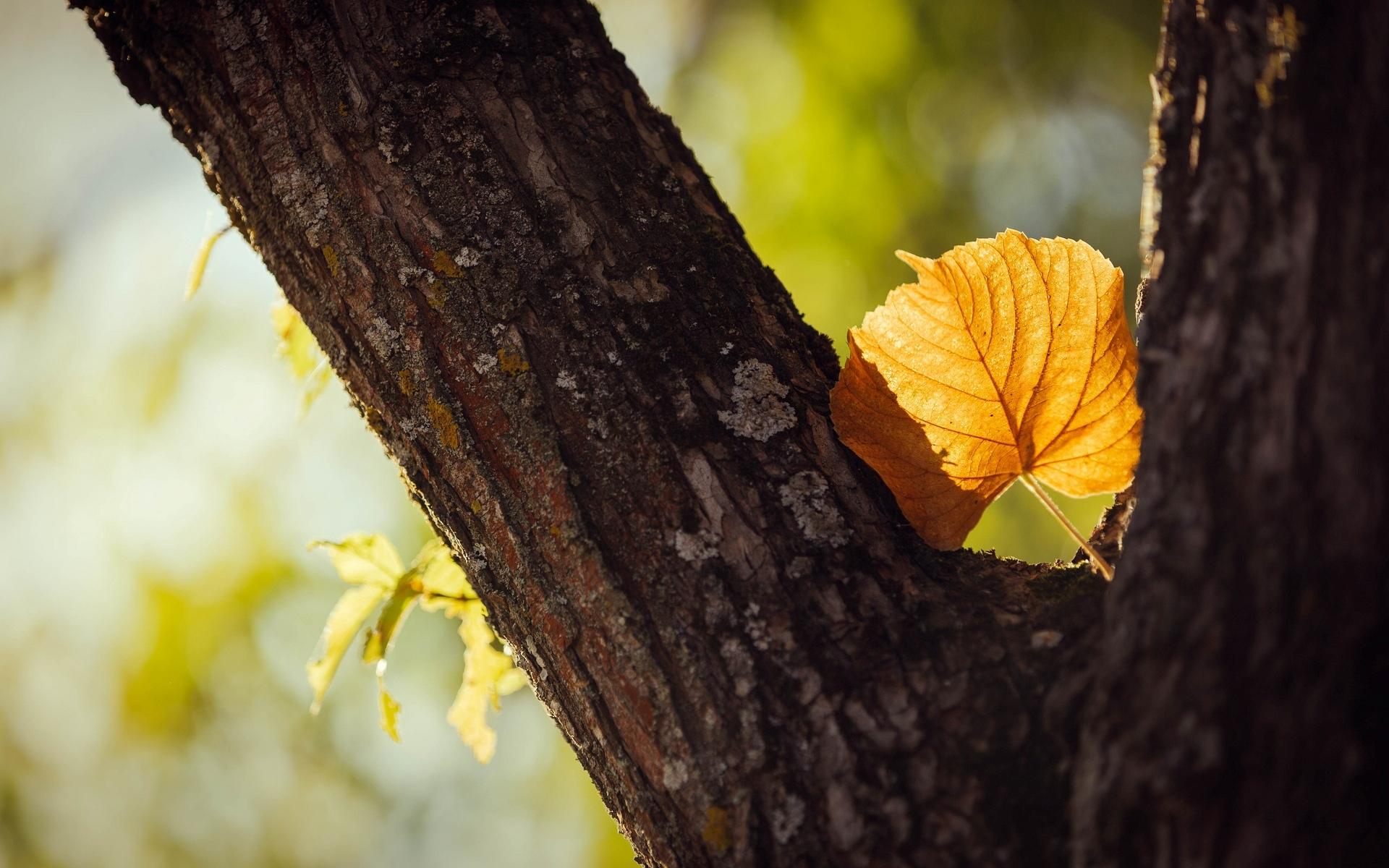 macro, Leaf, Leaf, Yellow, Shape, Tree, Trees, Leaves, Stem