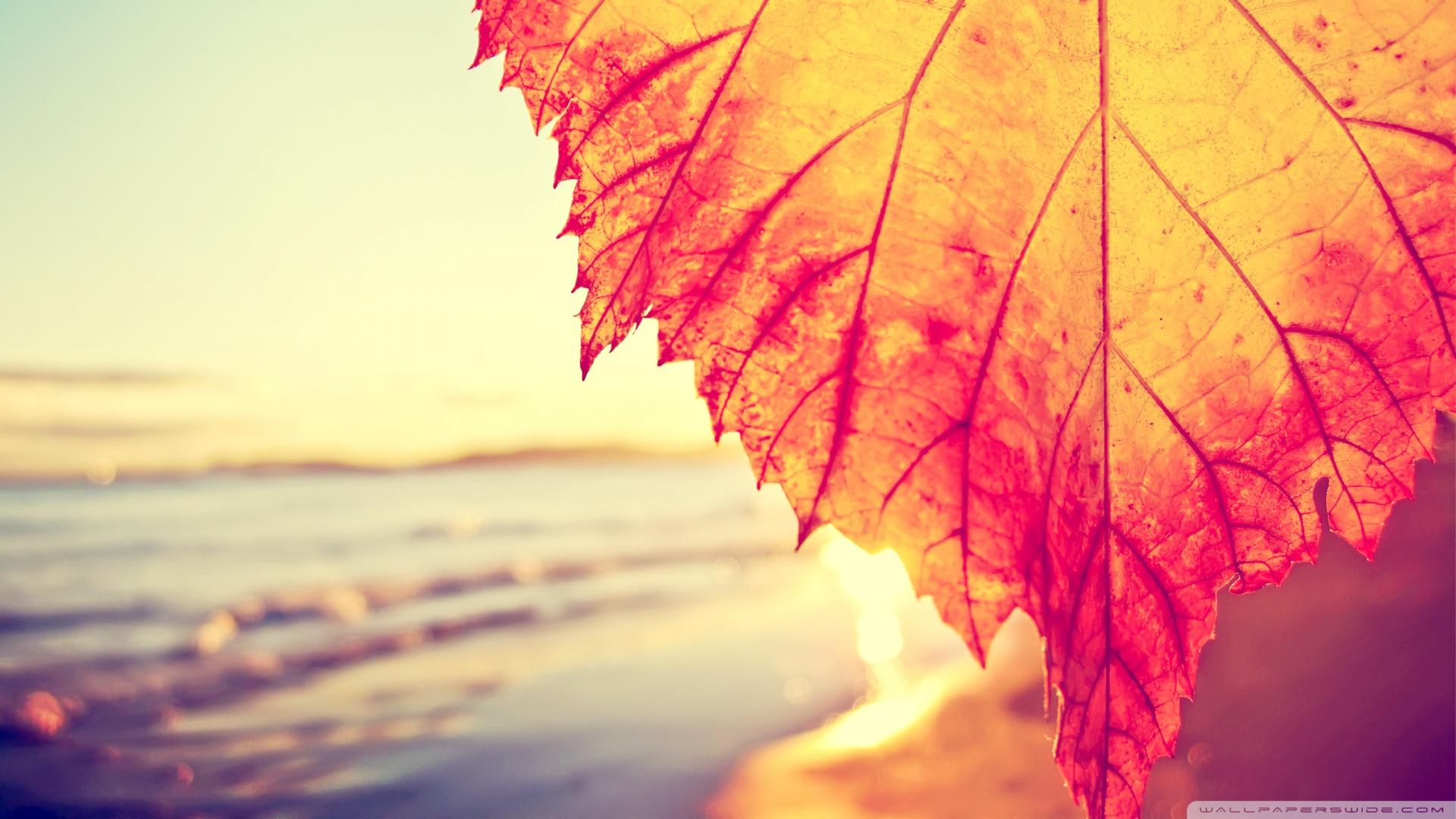 Rust Colored Leaf Macro ❤ 4K HD Desktop Wallpaper for 4K