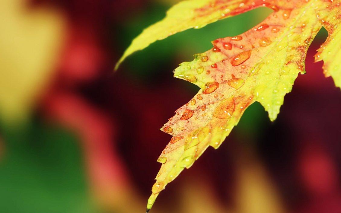 Macro water drops on a yellow Autumn leaf