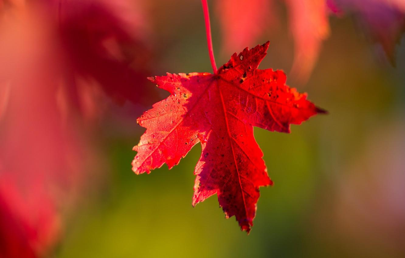 Wallpaper wallpaper, red, nature, autumn, macro, leaf, blur effect, 4k ultra HD background image for desktop, section природа